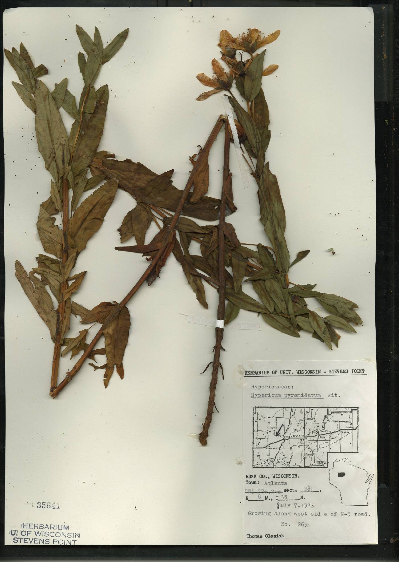 Hypericum ascyron image