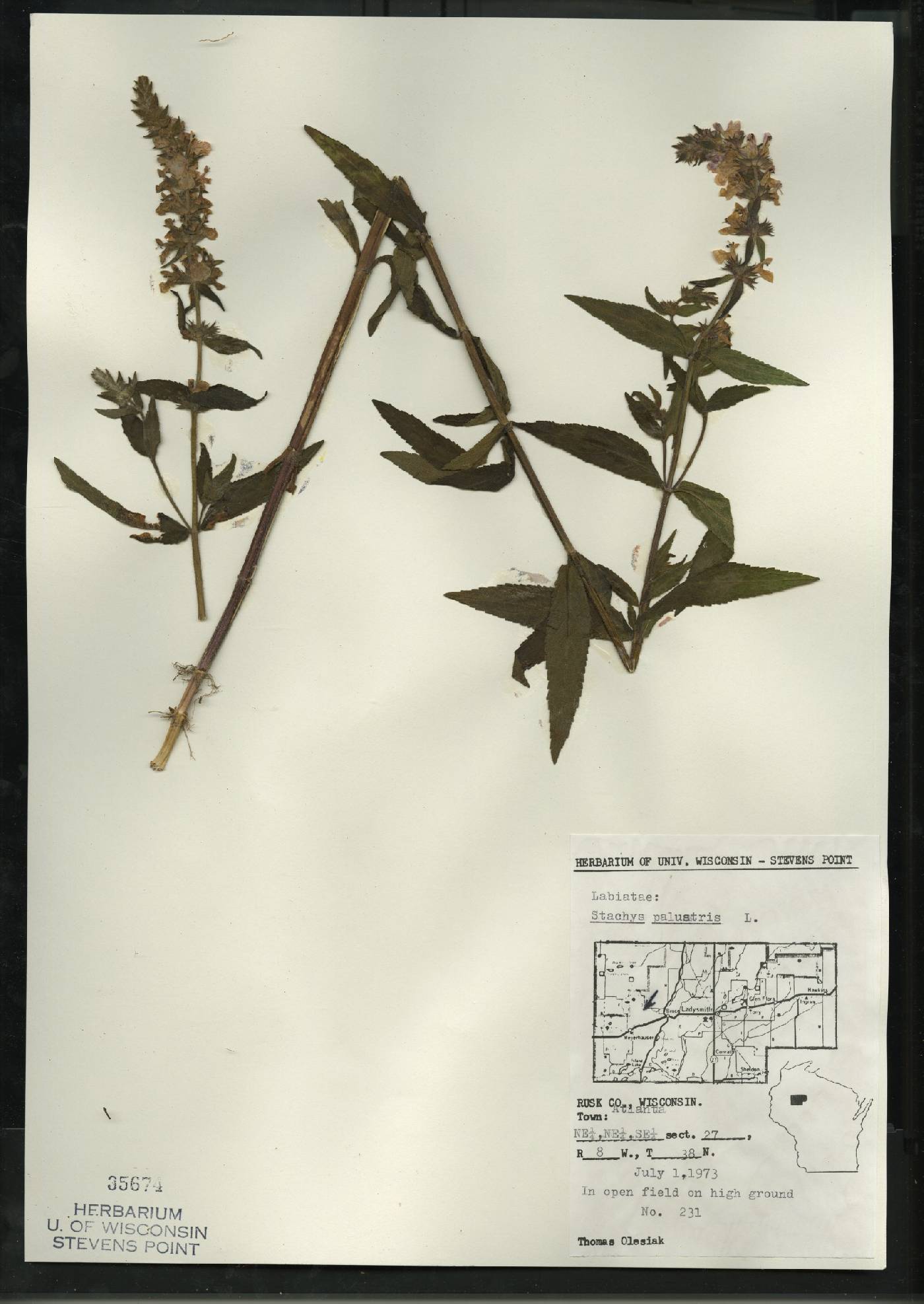 Stachys palustris image