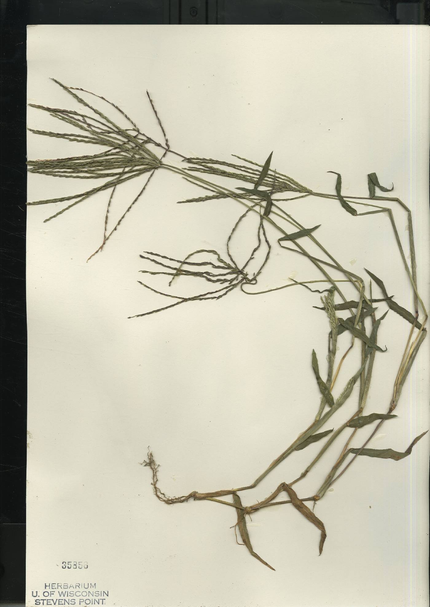 Digitaria sanguinalis image