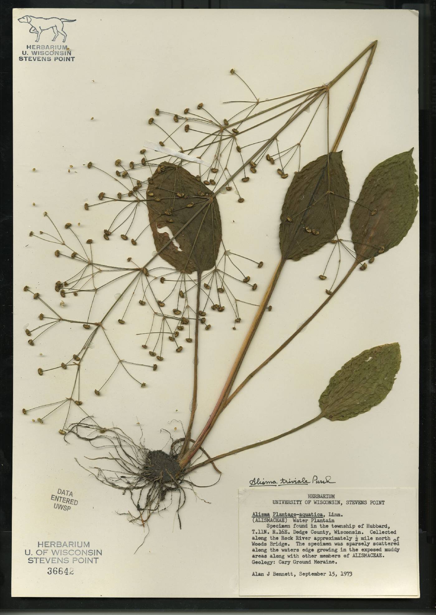 Alisma triviale image
