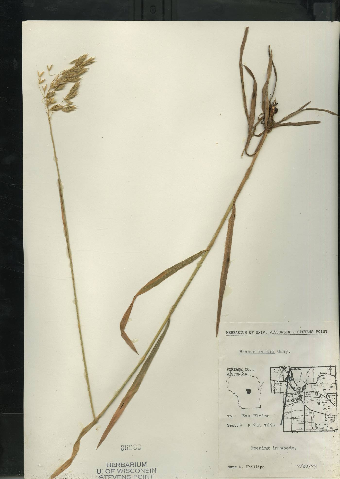 Bromus kalmii image