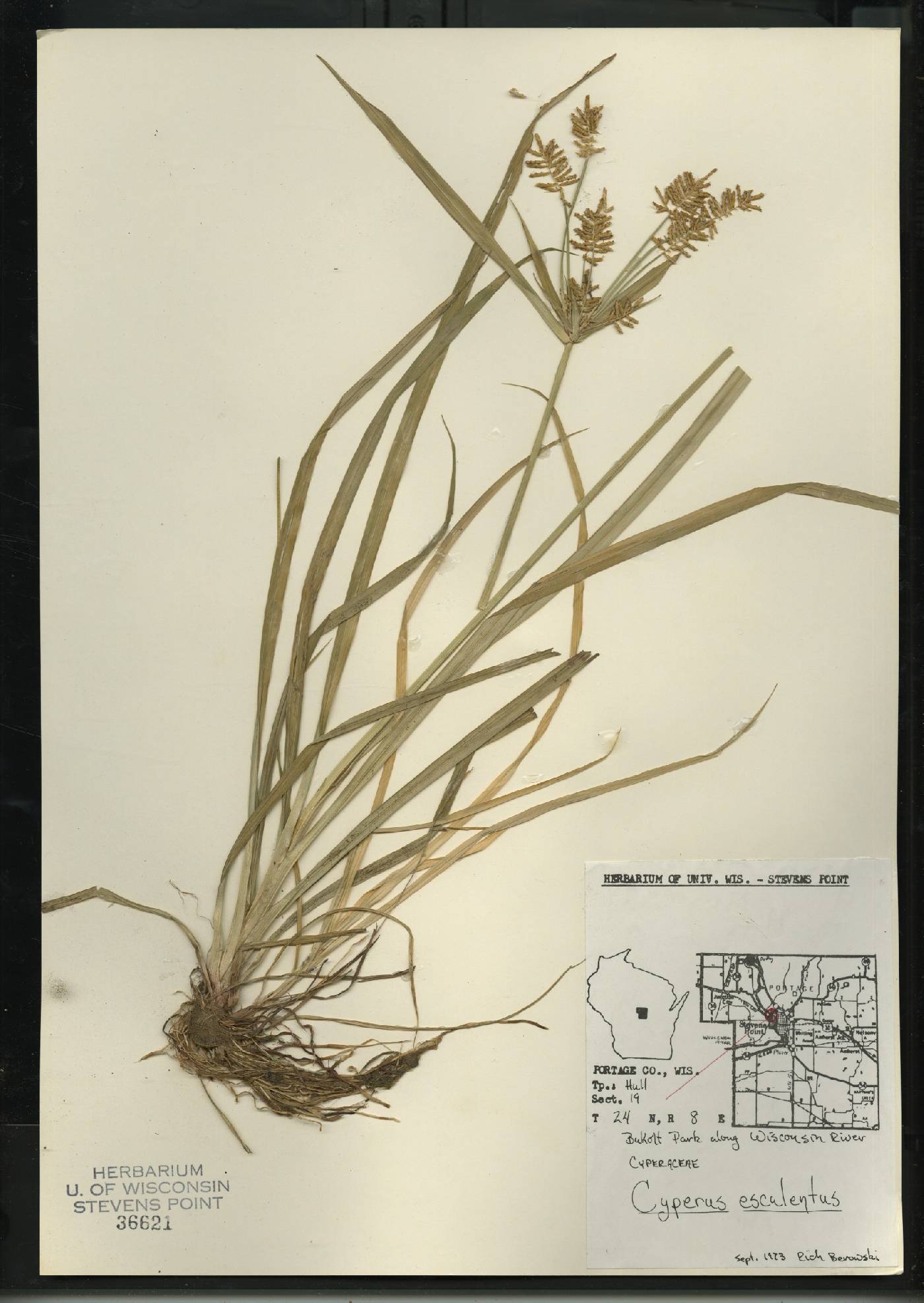 Cyperus esculentus var. leptostachyus image