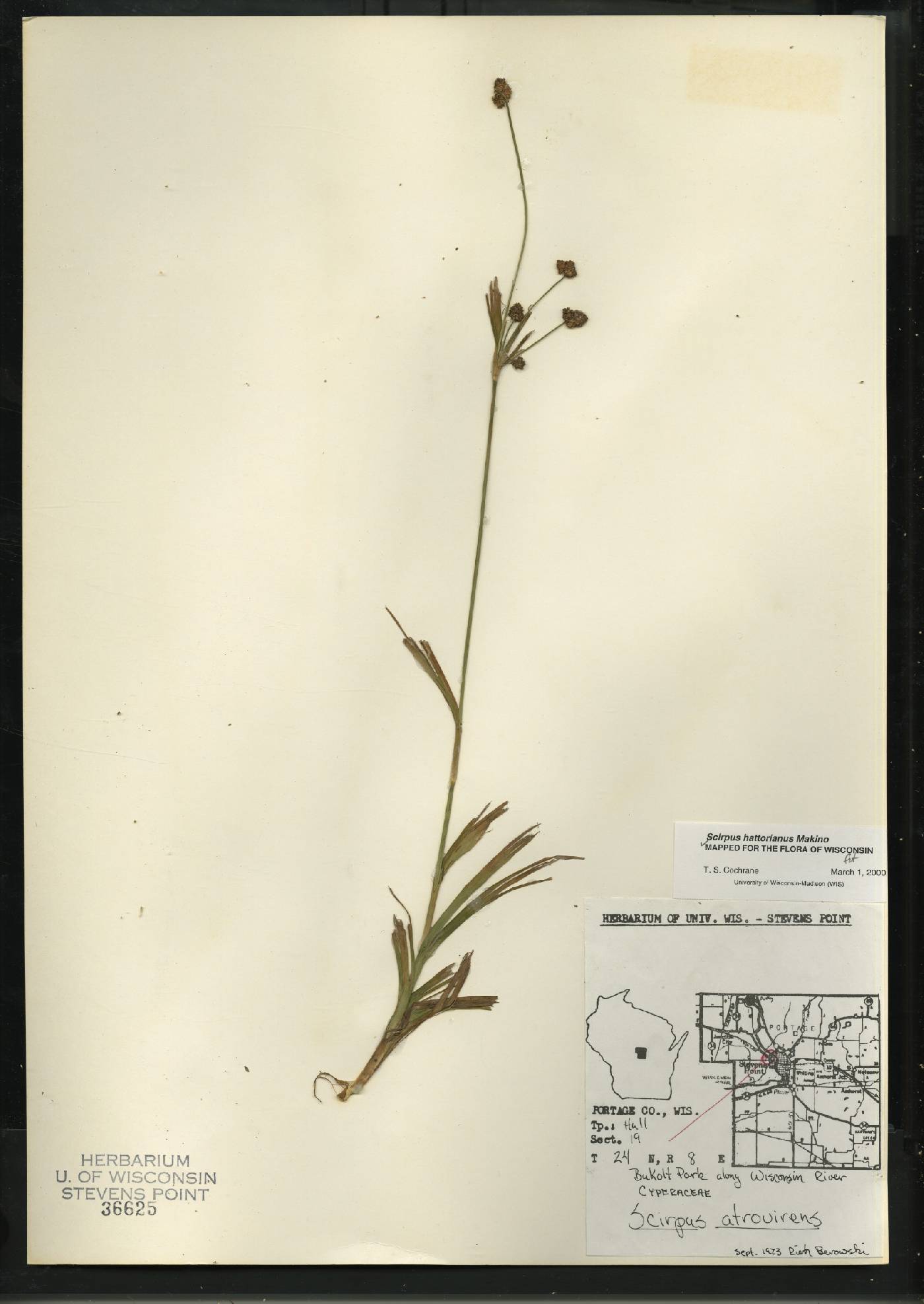 Scirpus hattorianus image