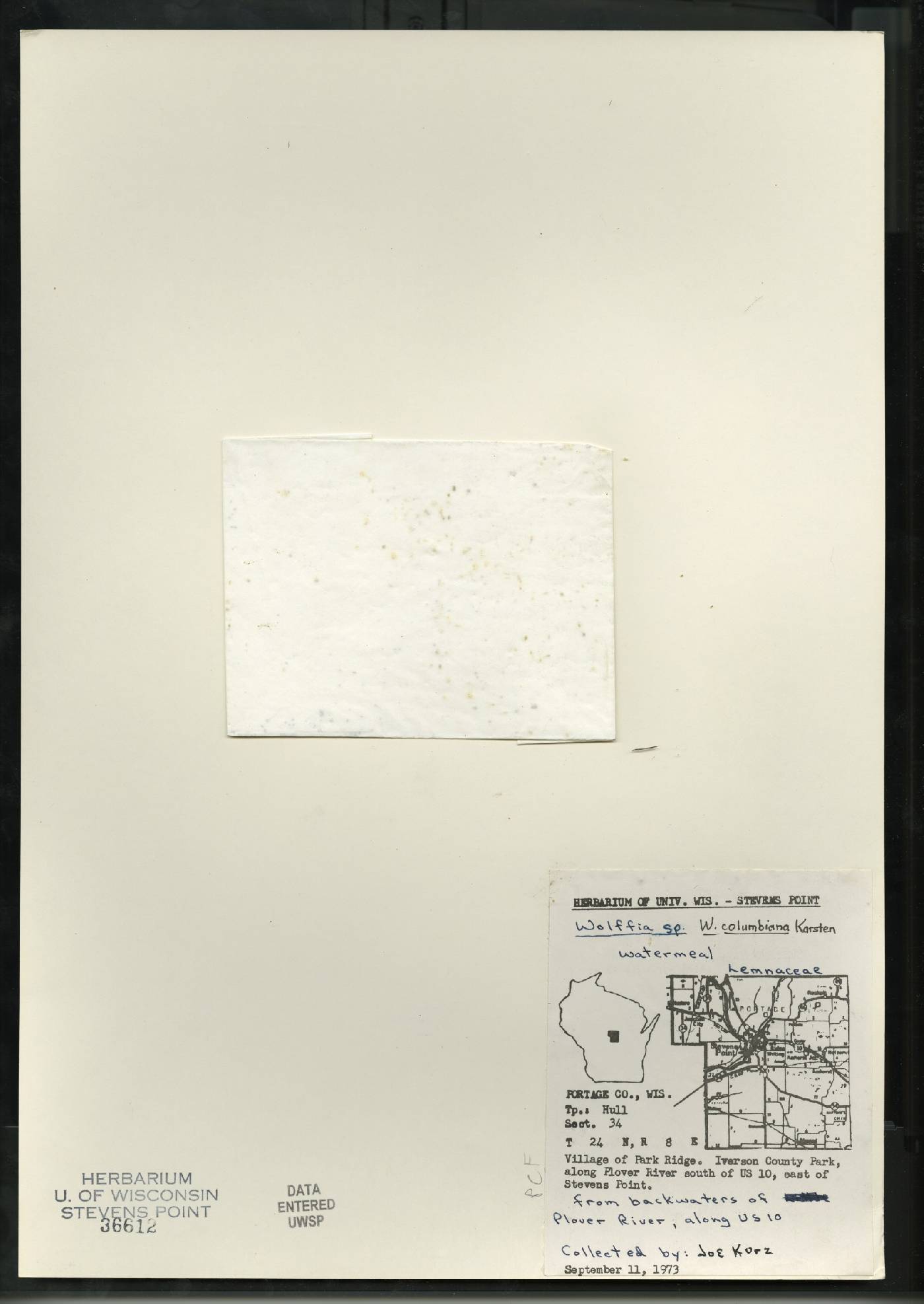 Wolffia columbiana image
