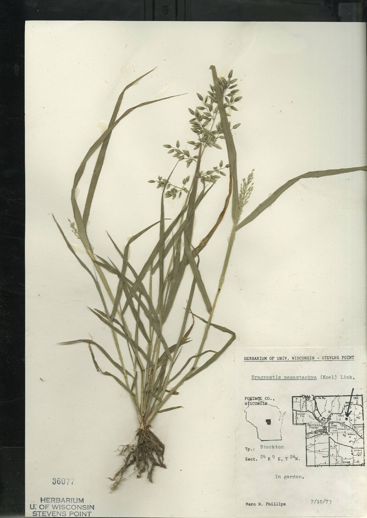 Eragrostis cilianensis image