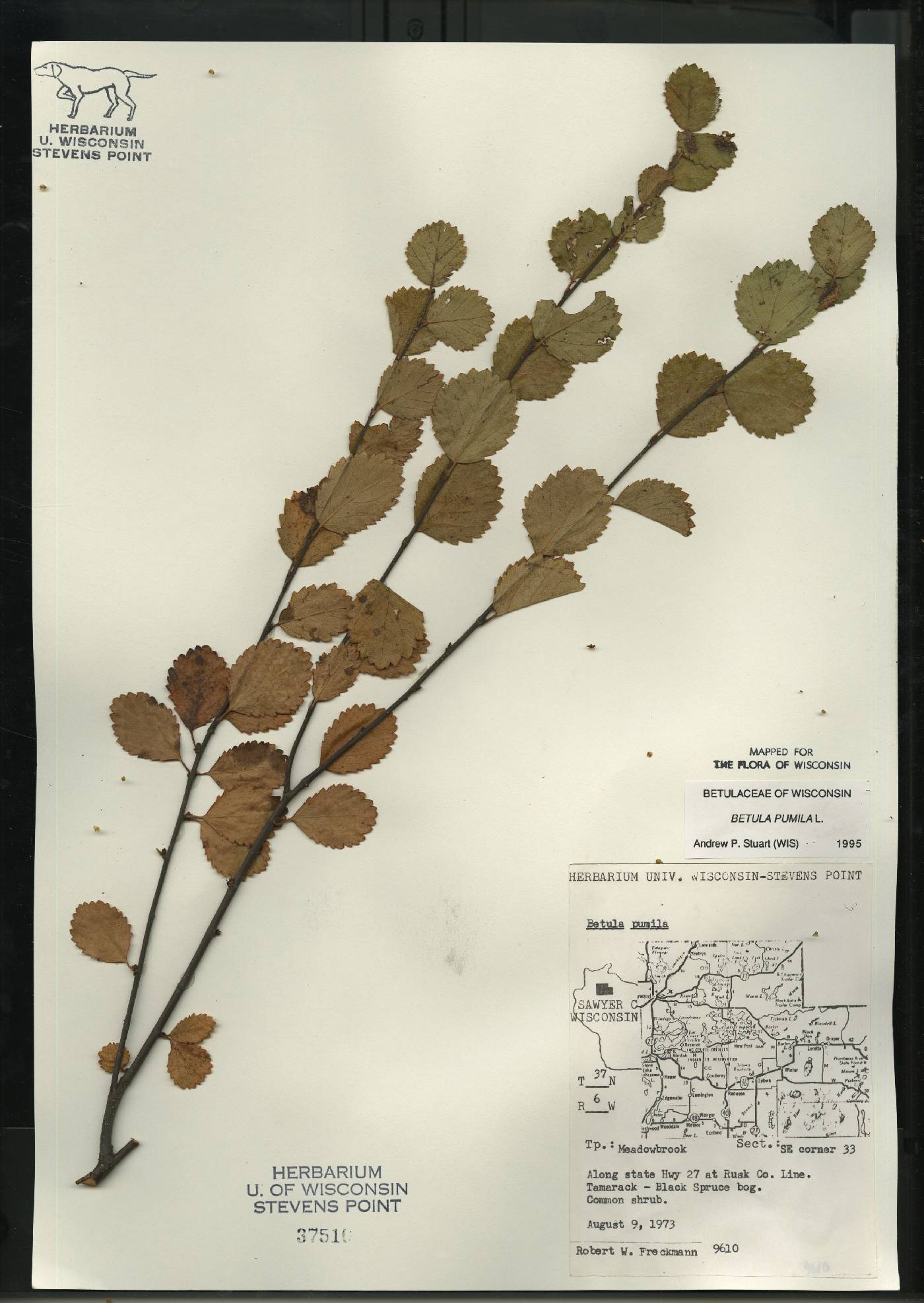 Betula pumila image