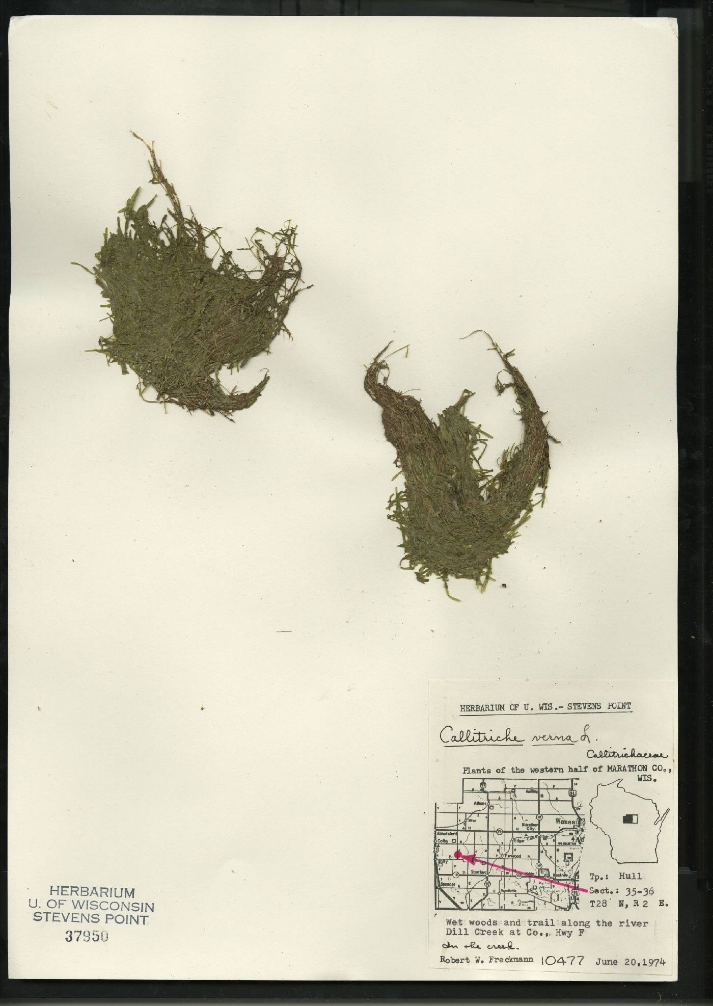 Callitriche palustris image
