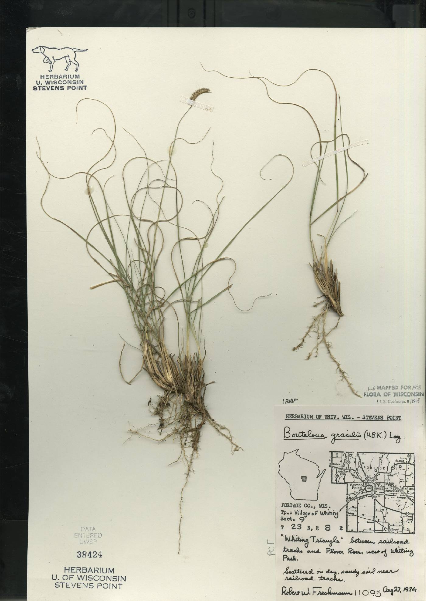 Bouteloua gracilis image