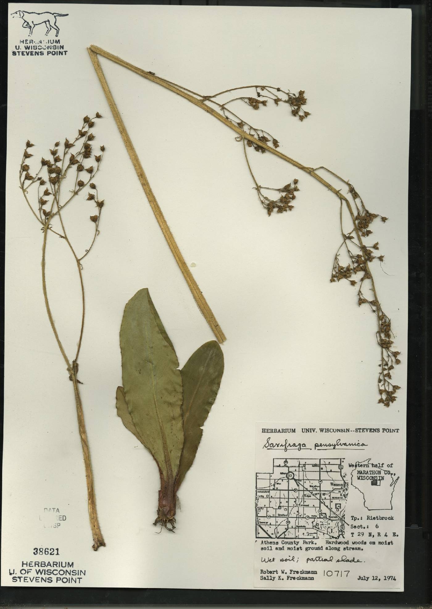 Micranthes pensylvanica image