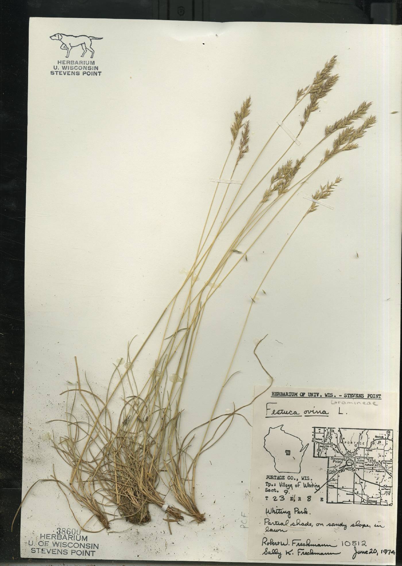 Festuca trachyphylla image