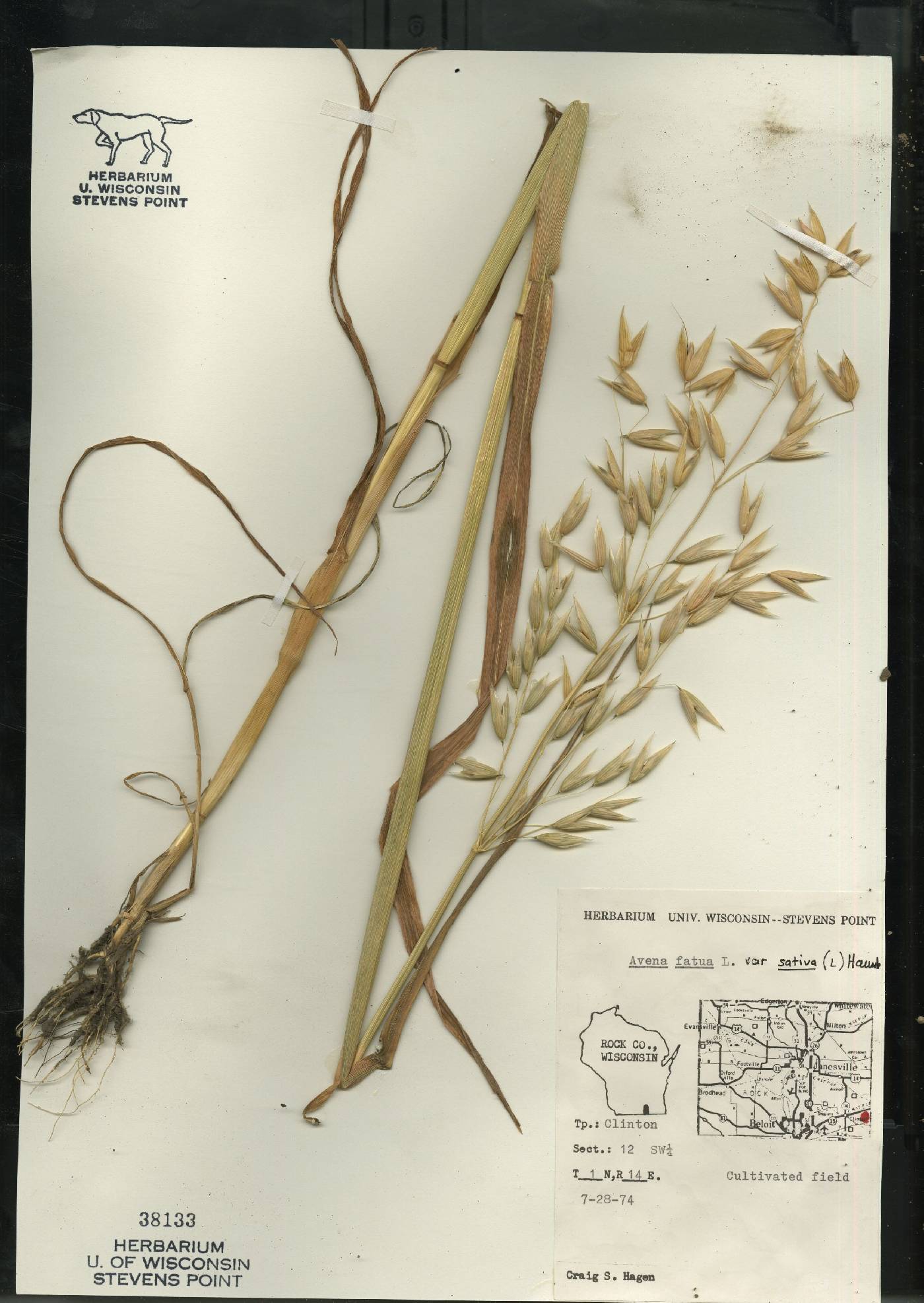 Avena sativa image