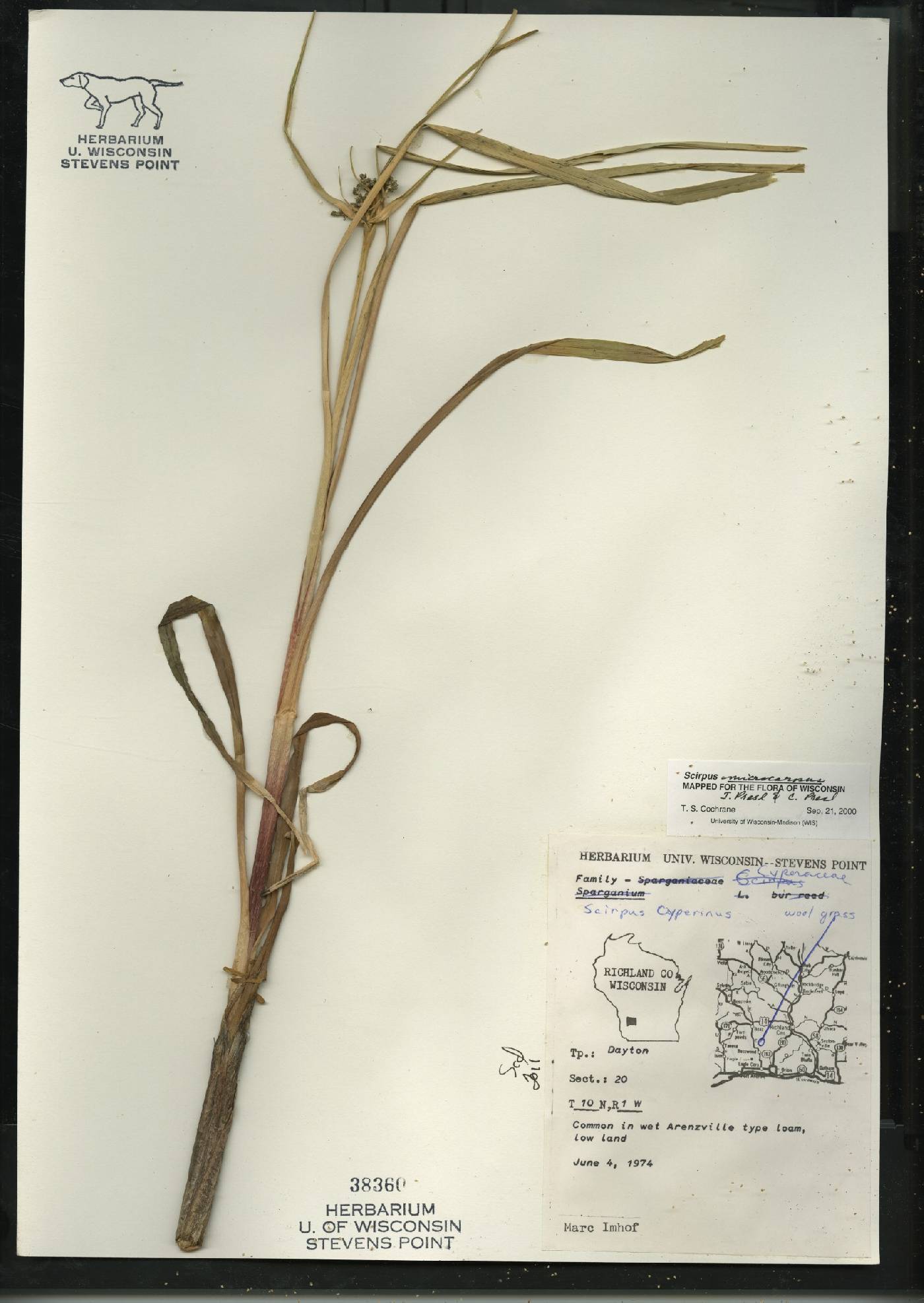 Scirpus microcarpus image