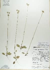 Image of Packera paupercula var. pseudotomentosa