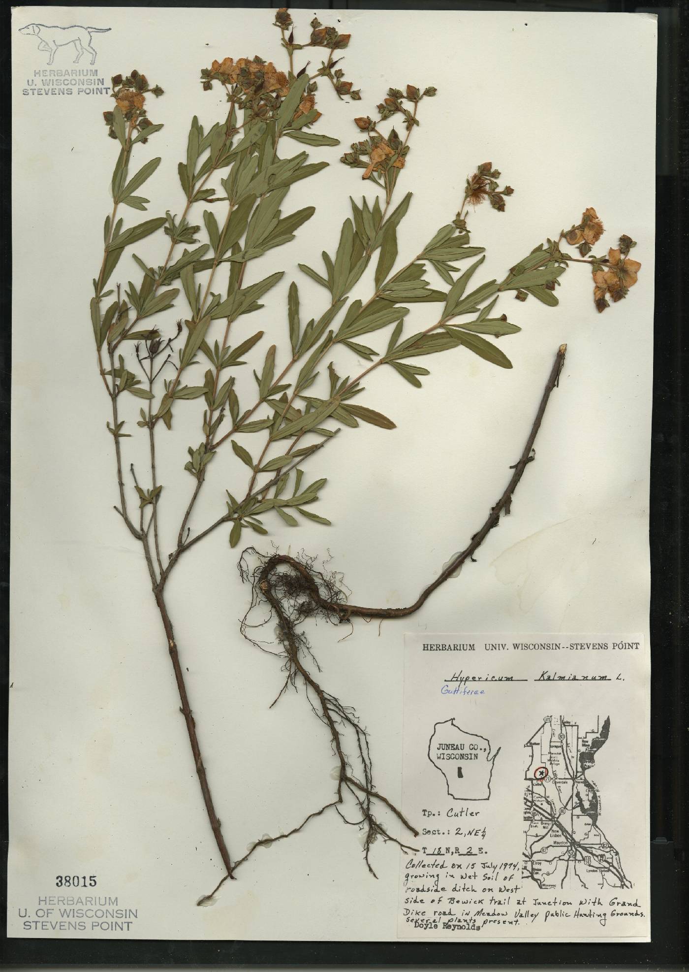 Hypericum kalmianum image