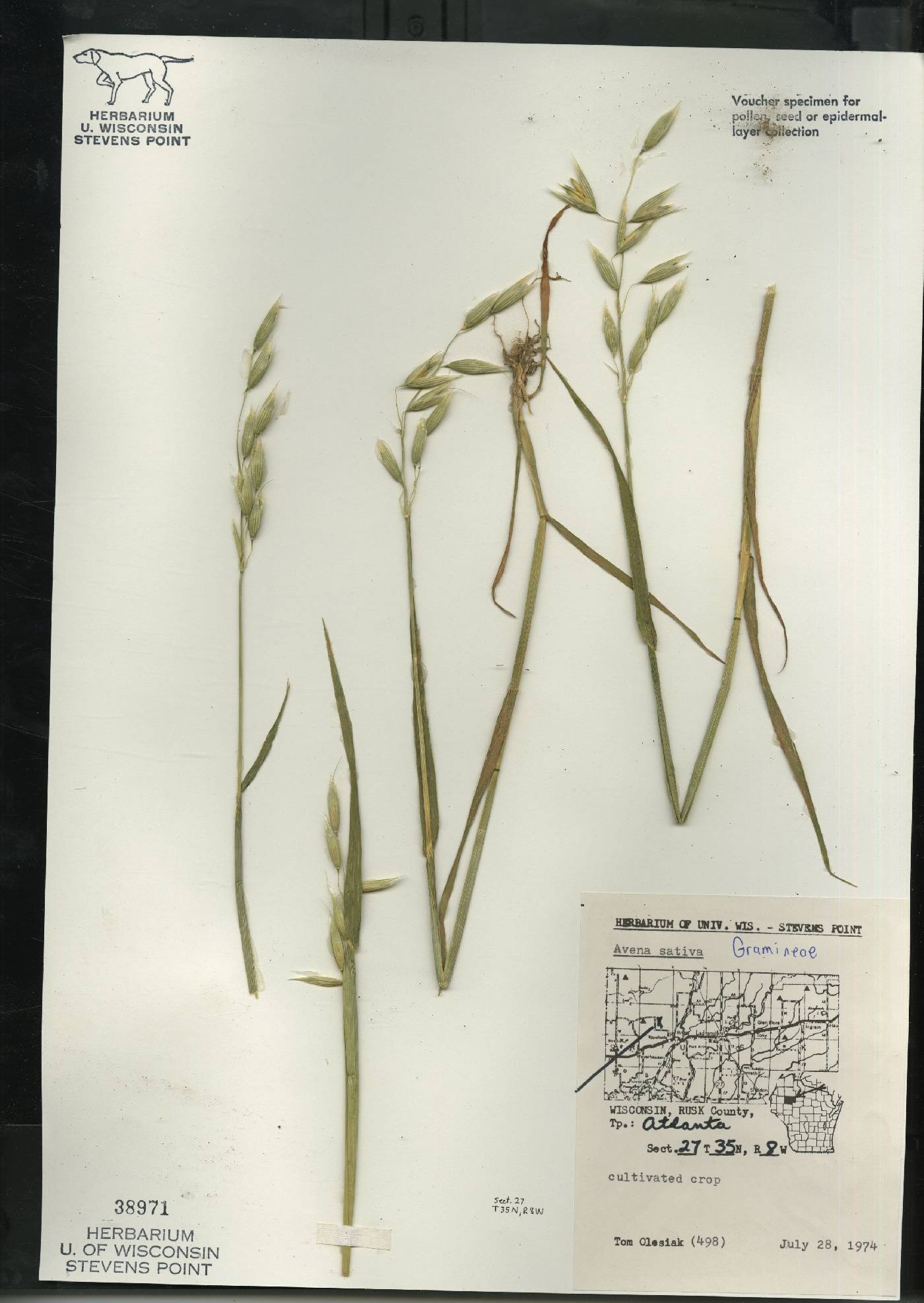 Avena sativa image
