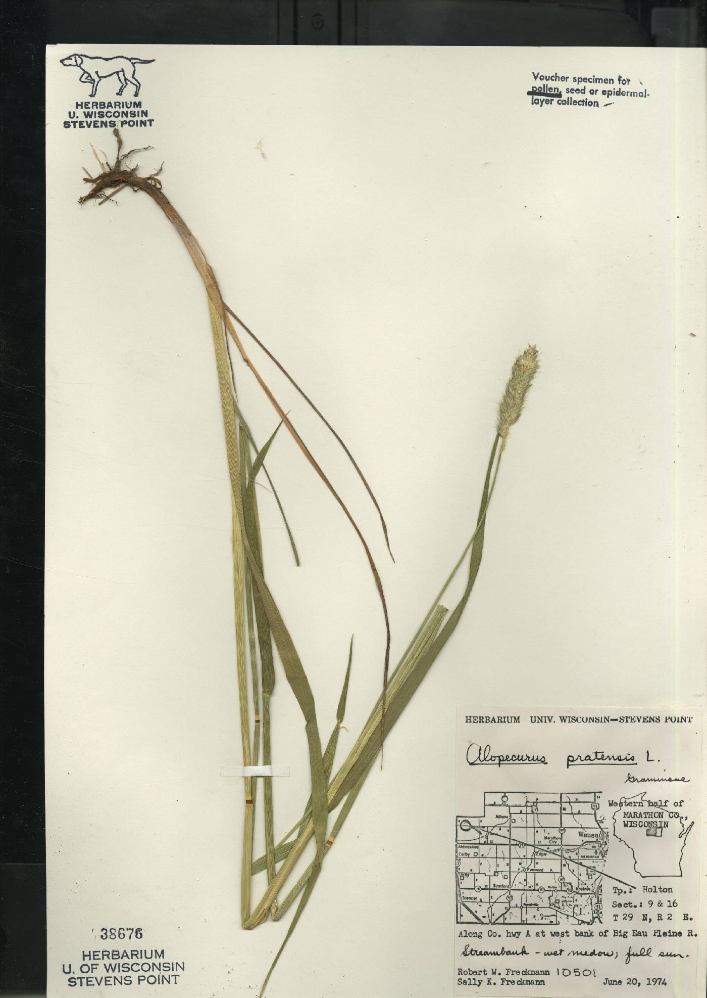 Alopecurus pratensis image