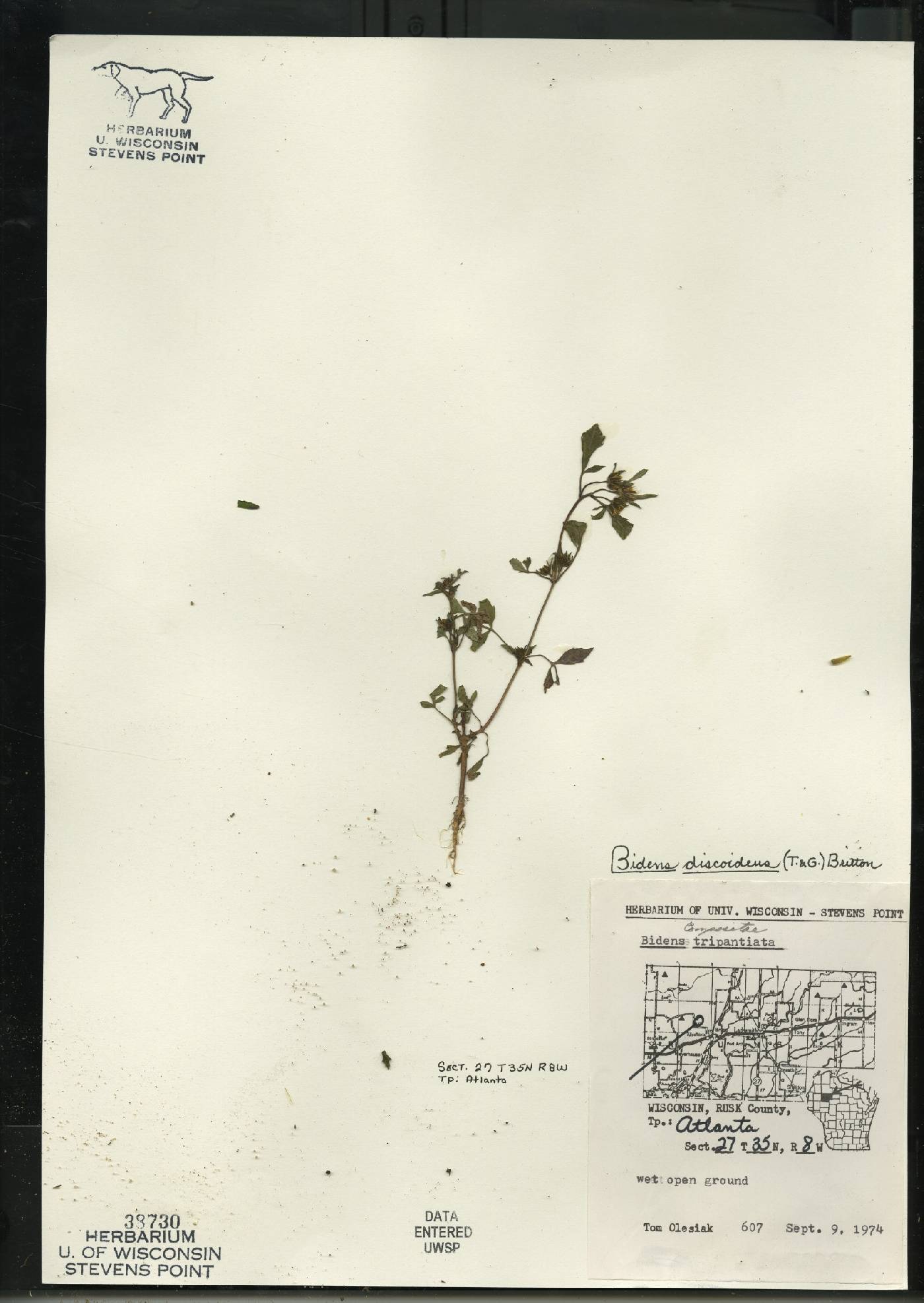 Bidens discoidea image