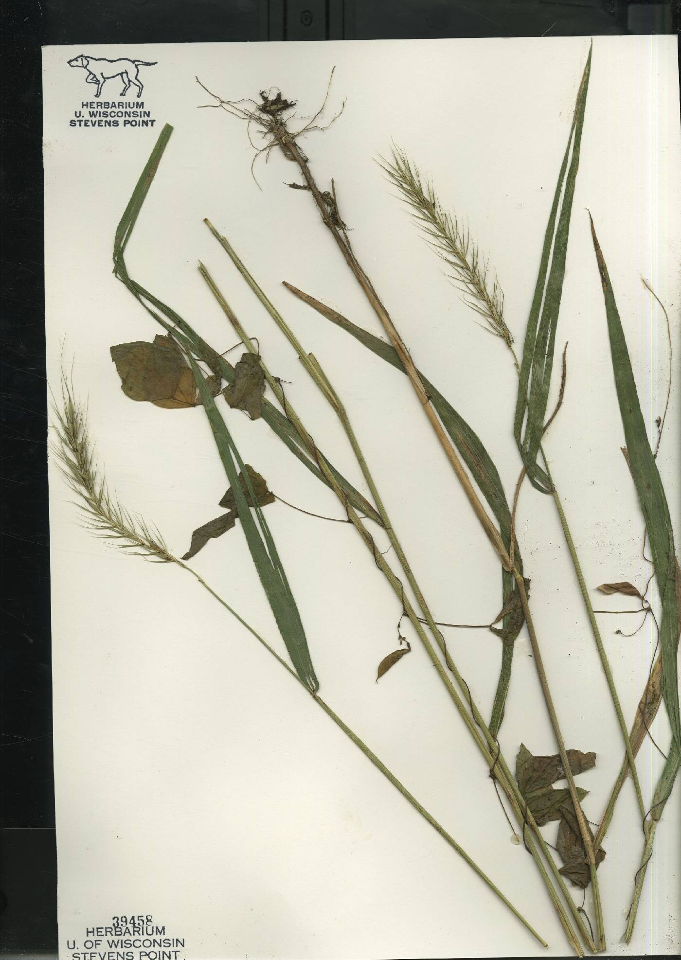 Elymus riparius image