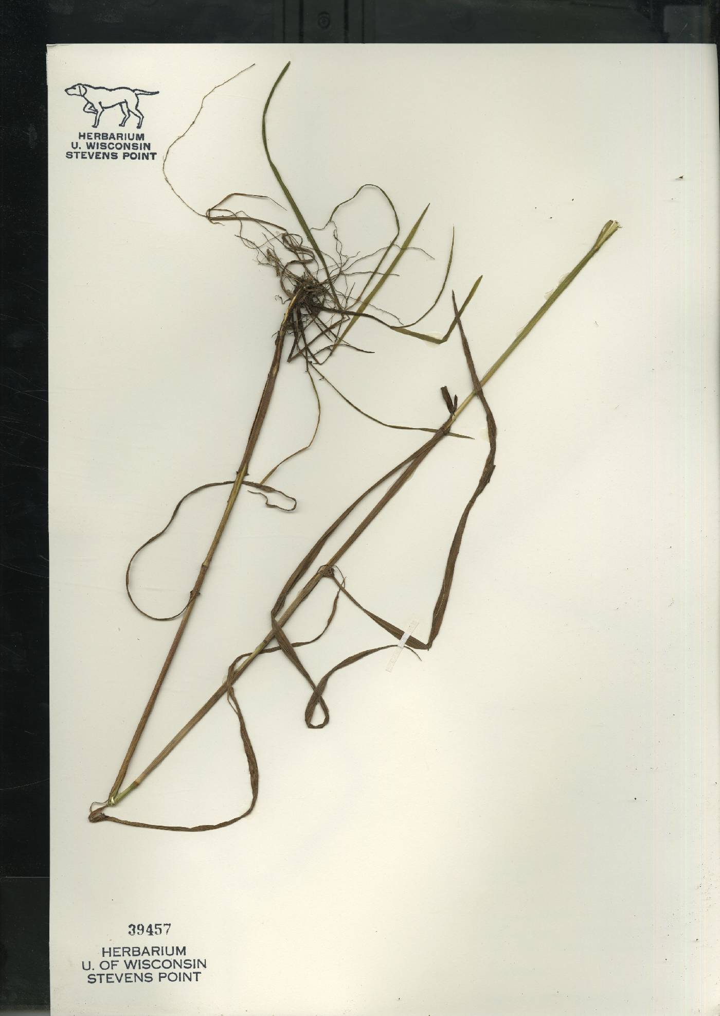 Bromus pubescens image