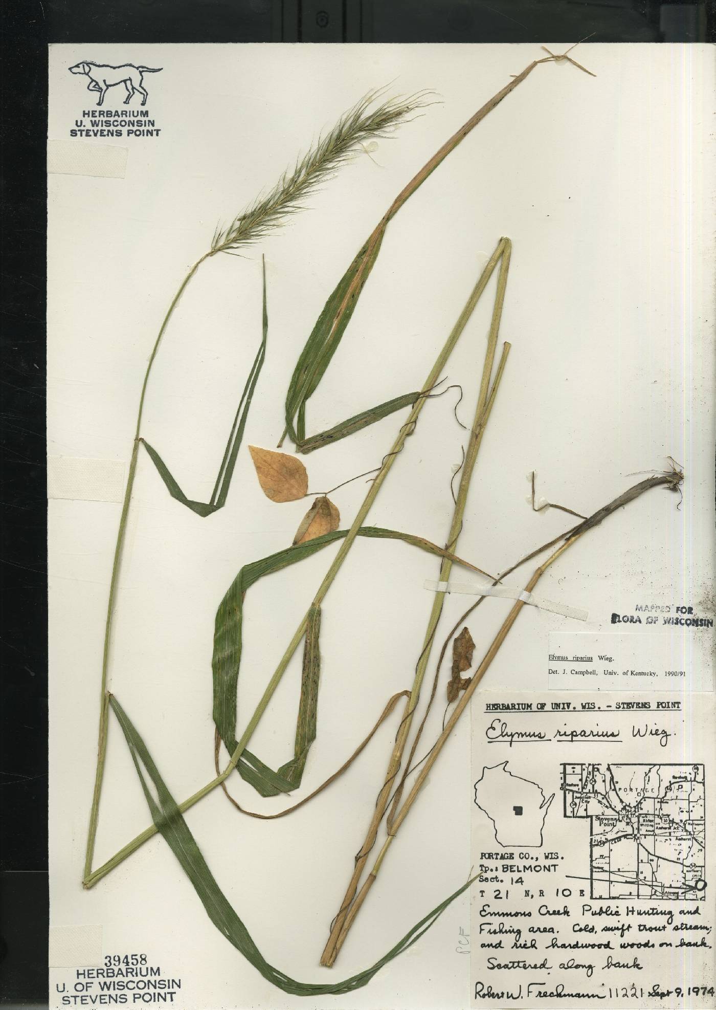 Elymus riparius image