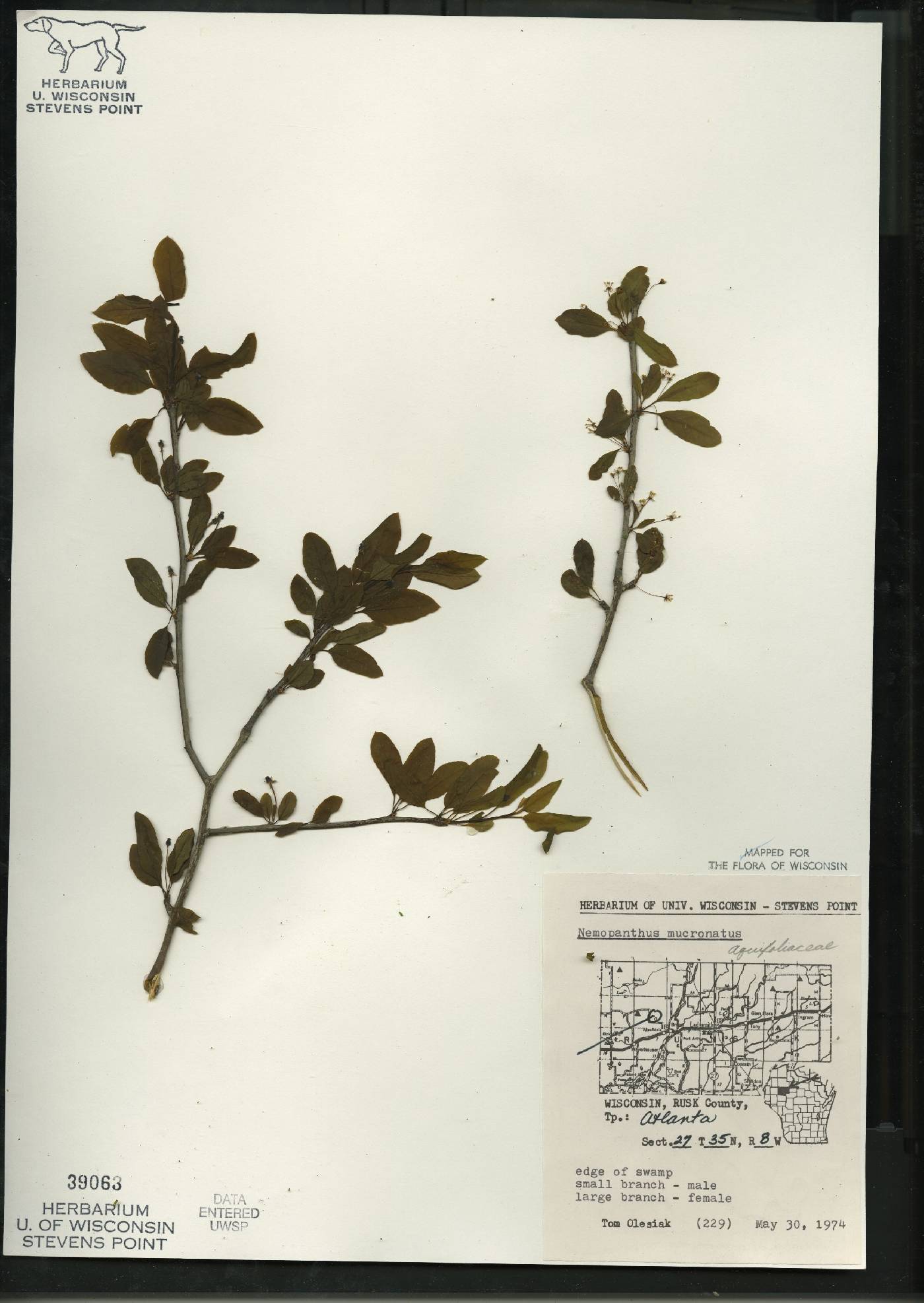 Ilex mucronata image