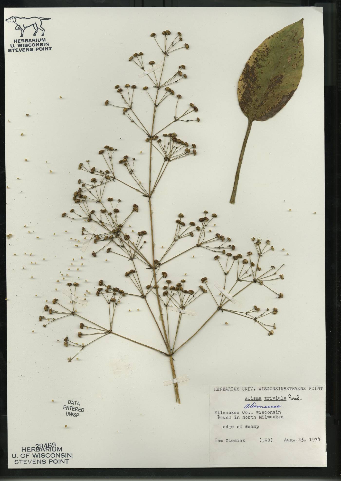 Alisma triviale image