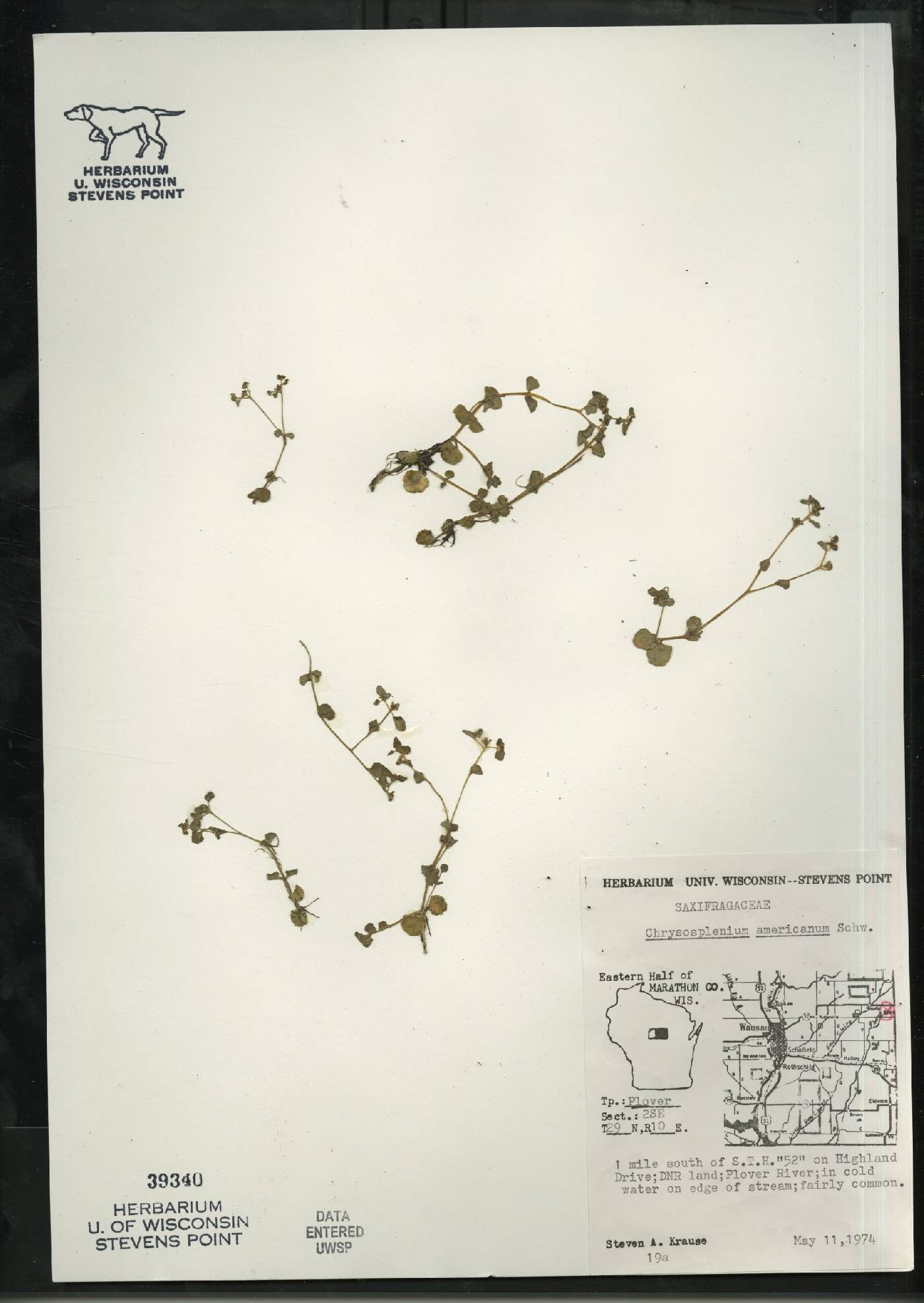 Chrysosplenium americanum image