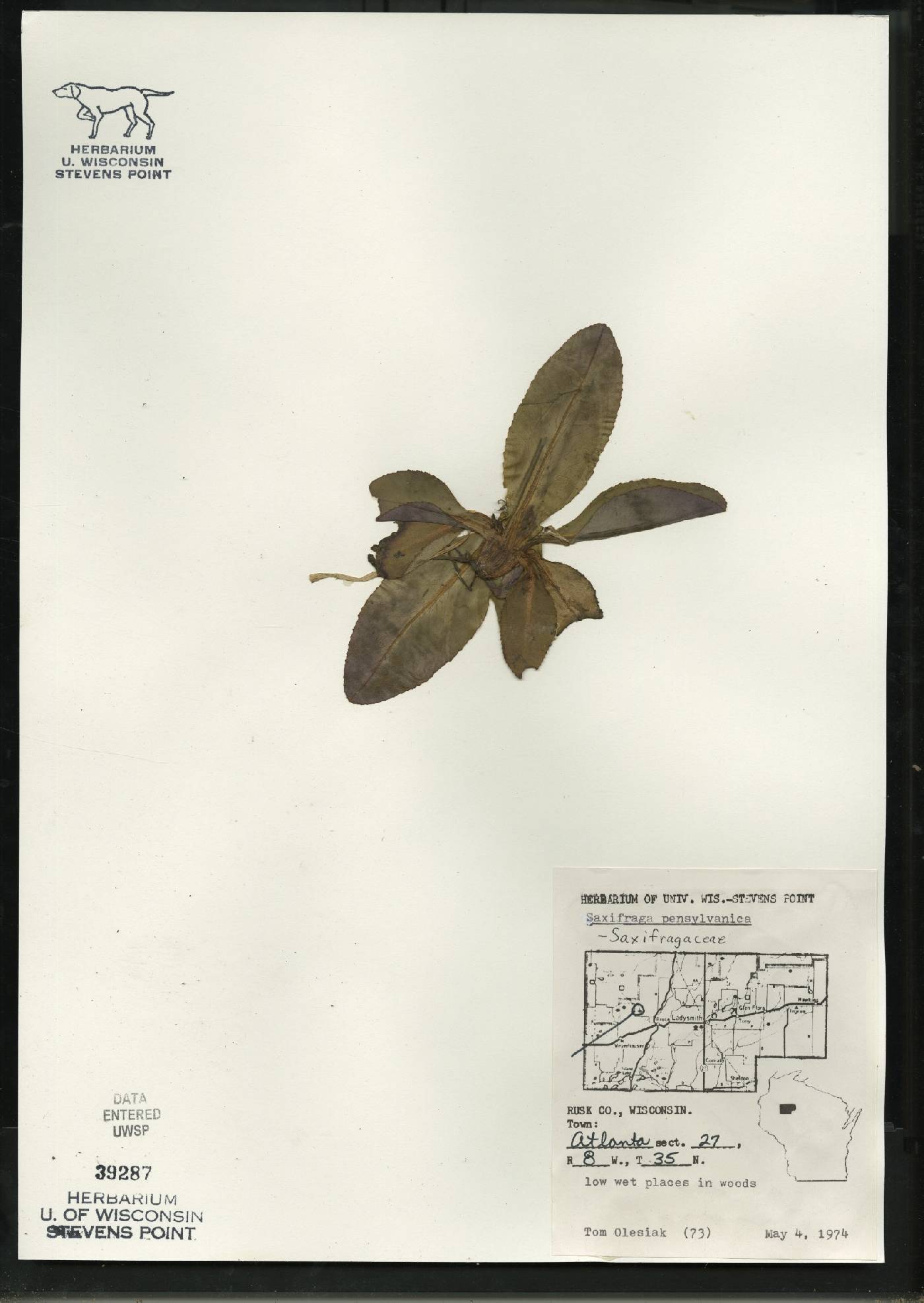 Micranthes pensylvanica image