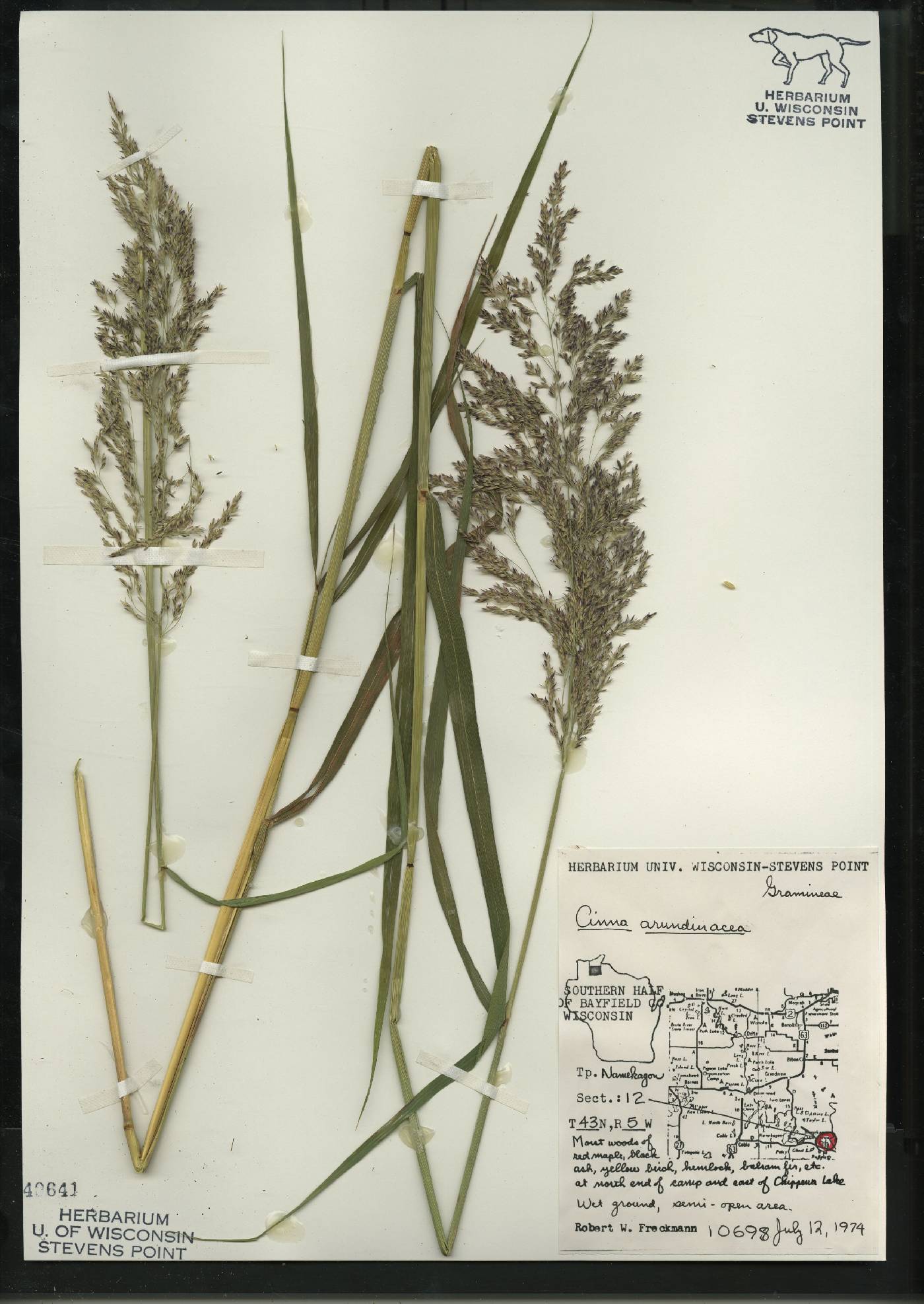 Cinna arundinacea image
