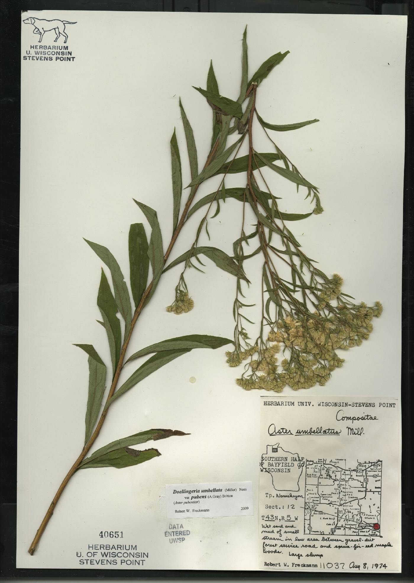 Doellingeria umbellata var. pubens image