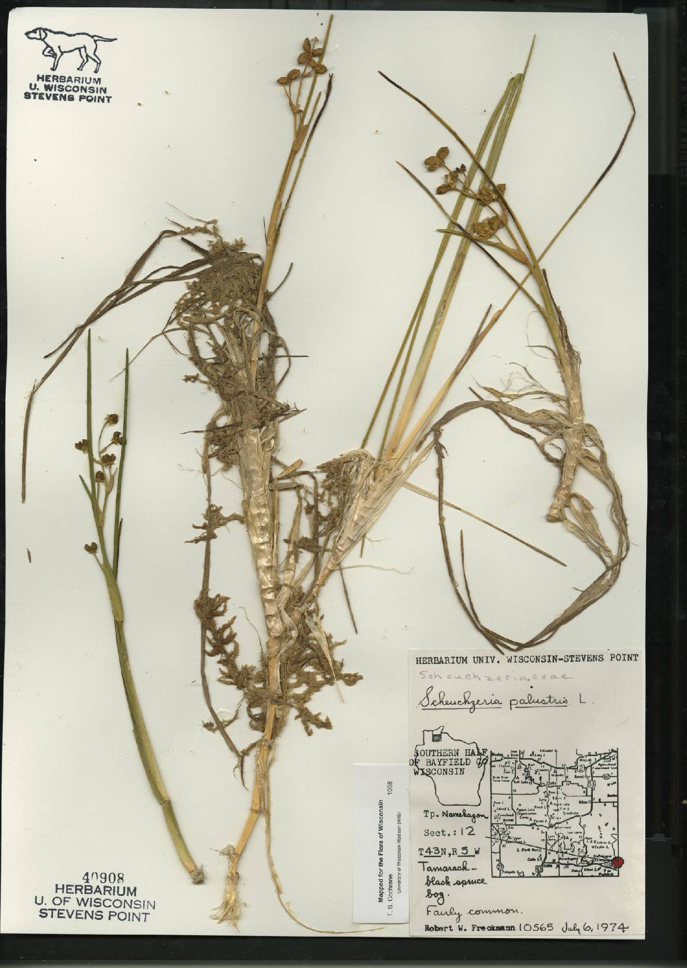 Scheuchzeria palustris image