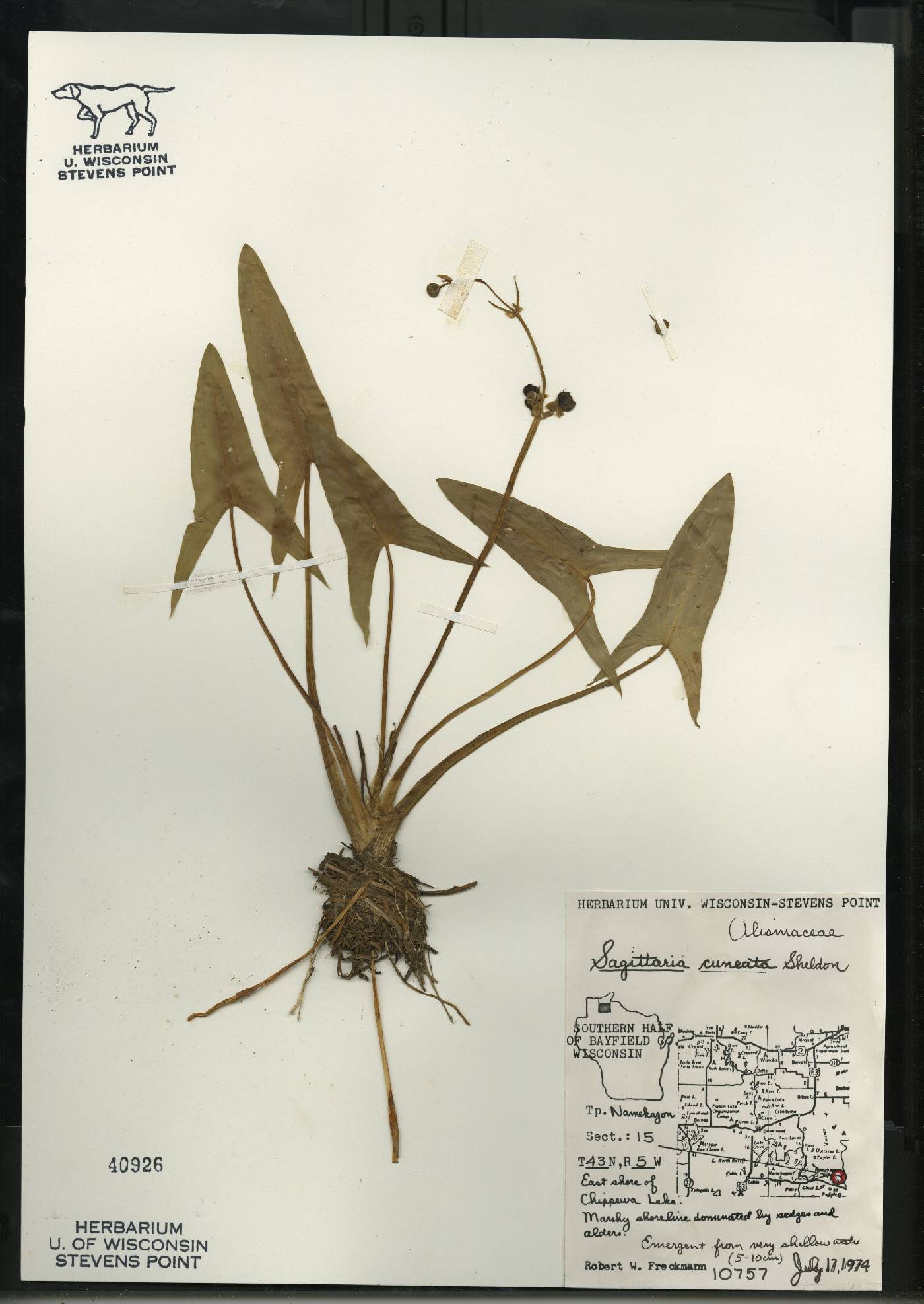 Sagittaria cuneata image