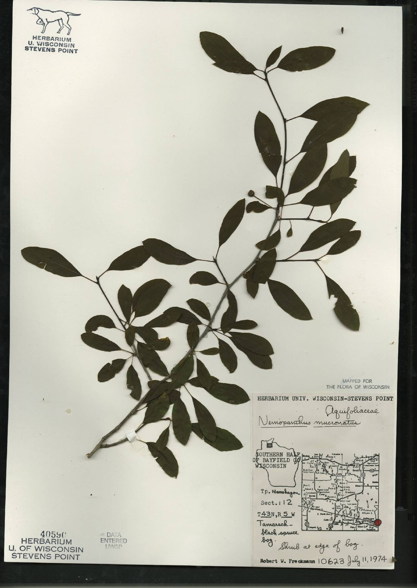 Ilex mucronata image