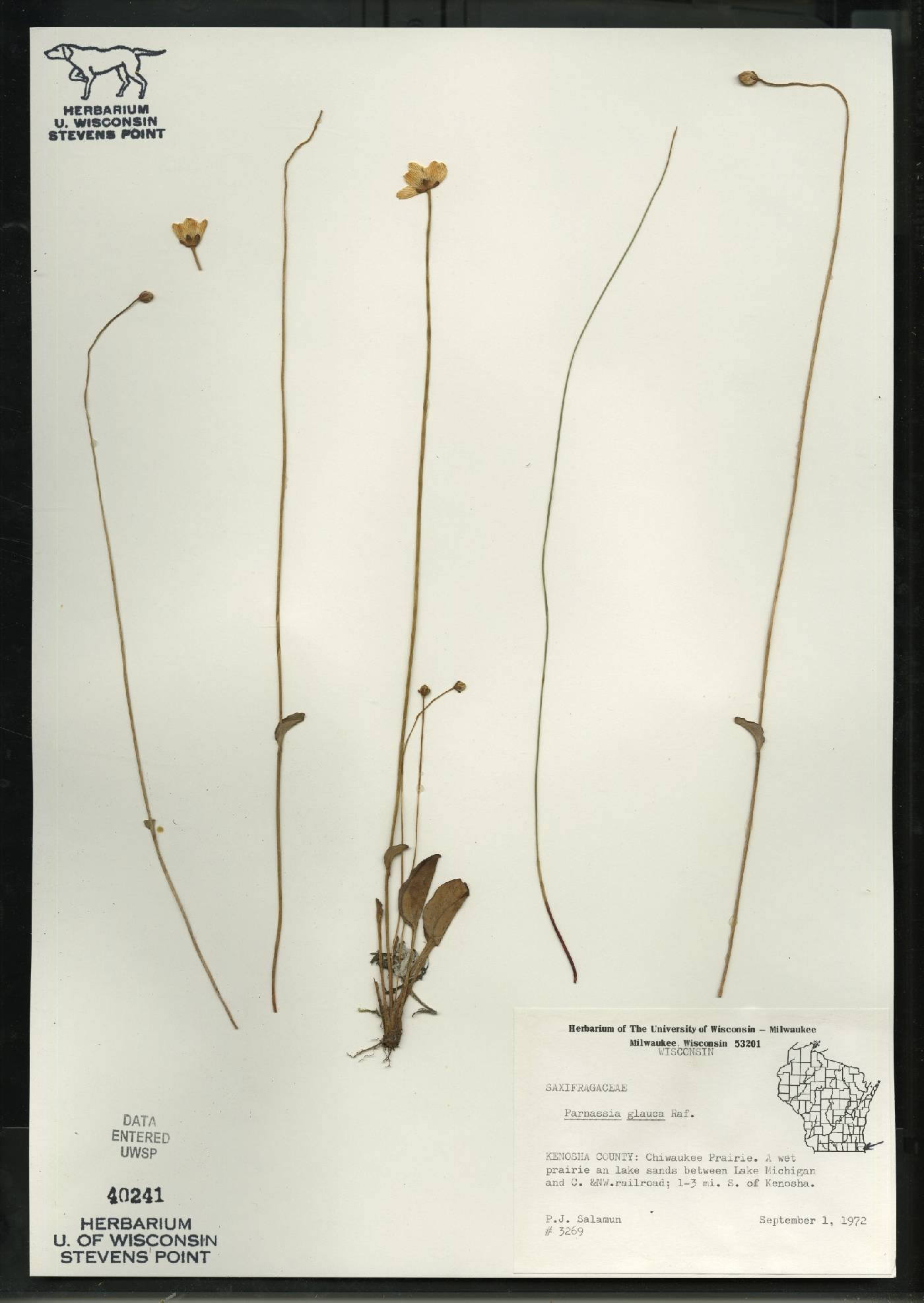 Parnassia glauca image
