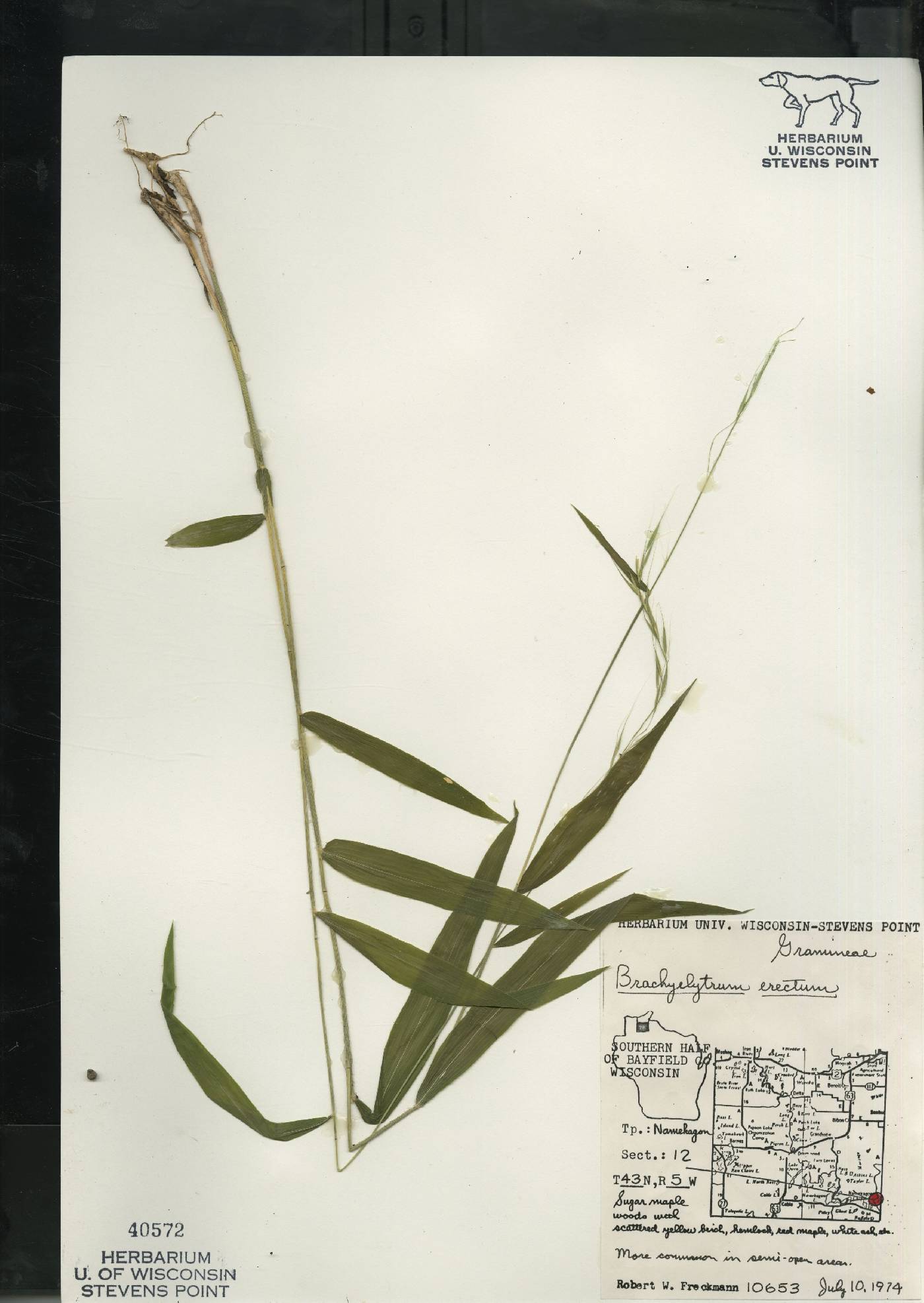 Brachyelytrum aristosum image