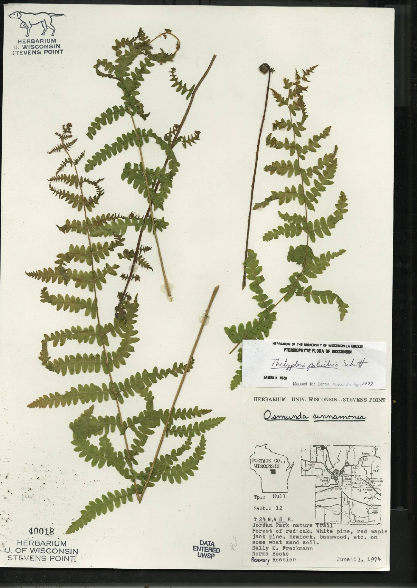 Thelypteris palustris var. pubescens image