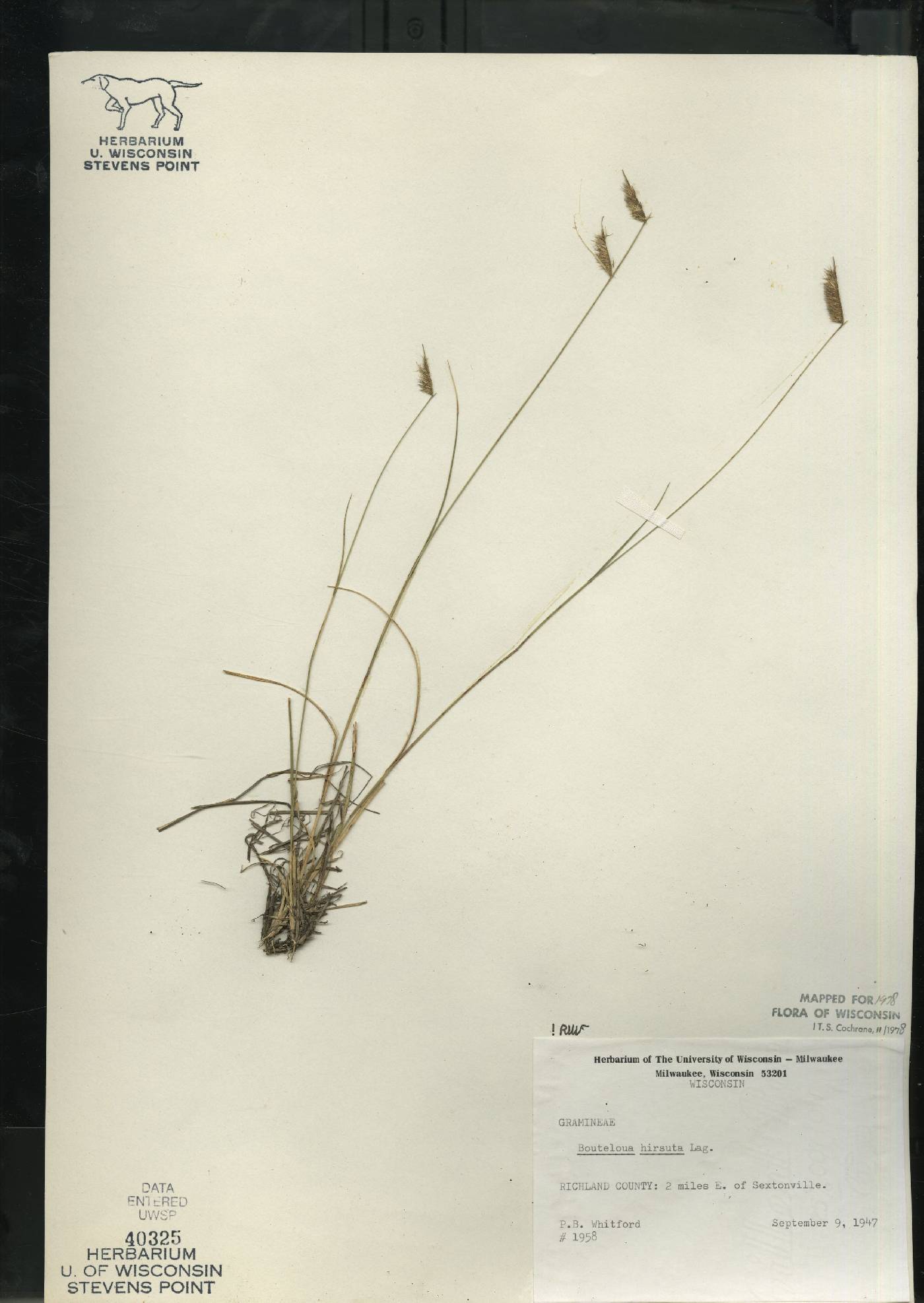 Bouteloua hirsuta subsp. hirsuta image
