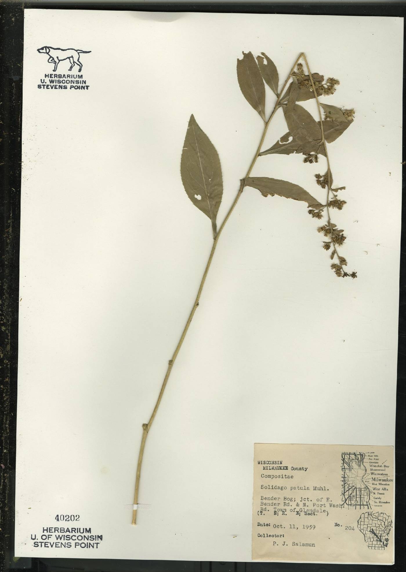 Solidago patula image