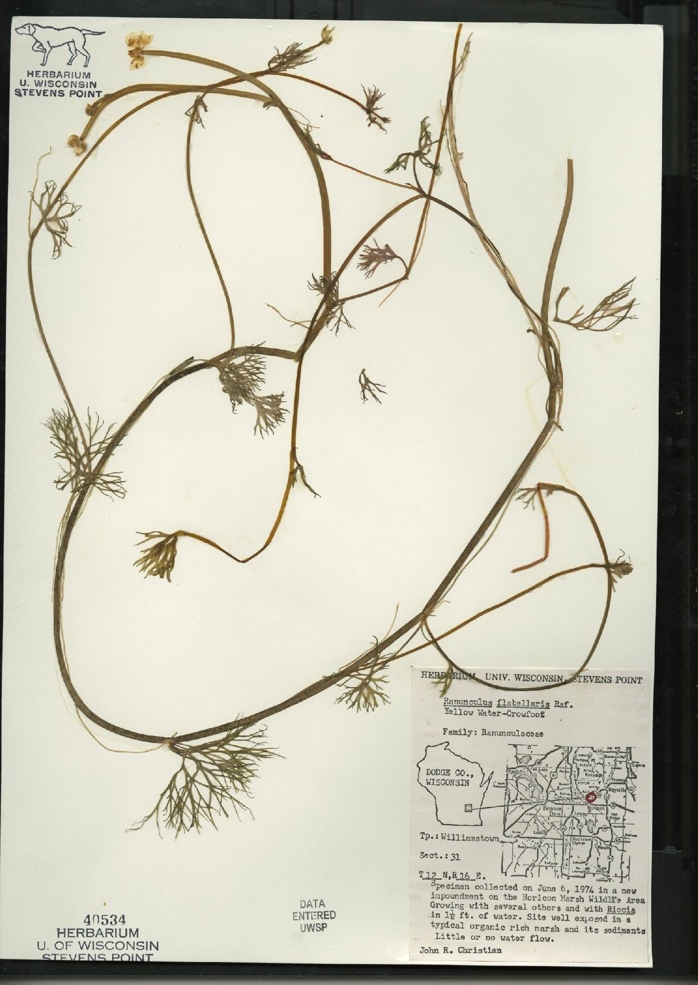 Ranunculus flabellaris image