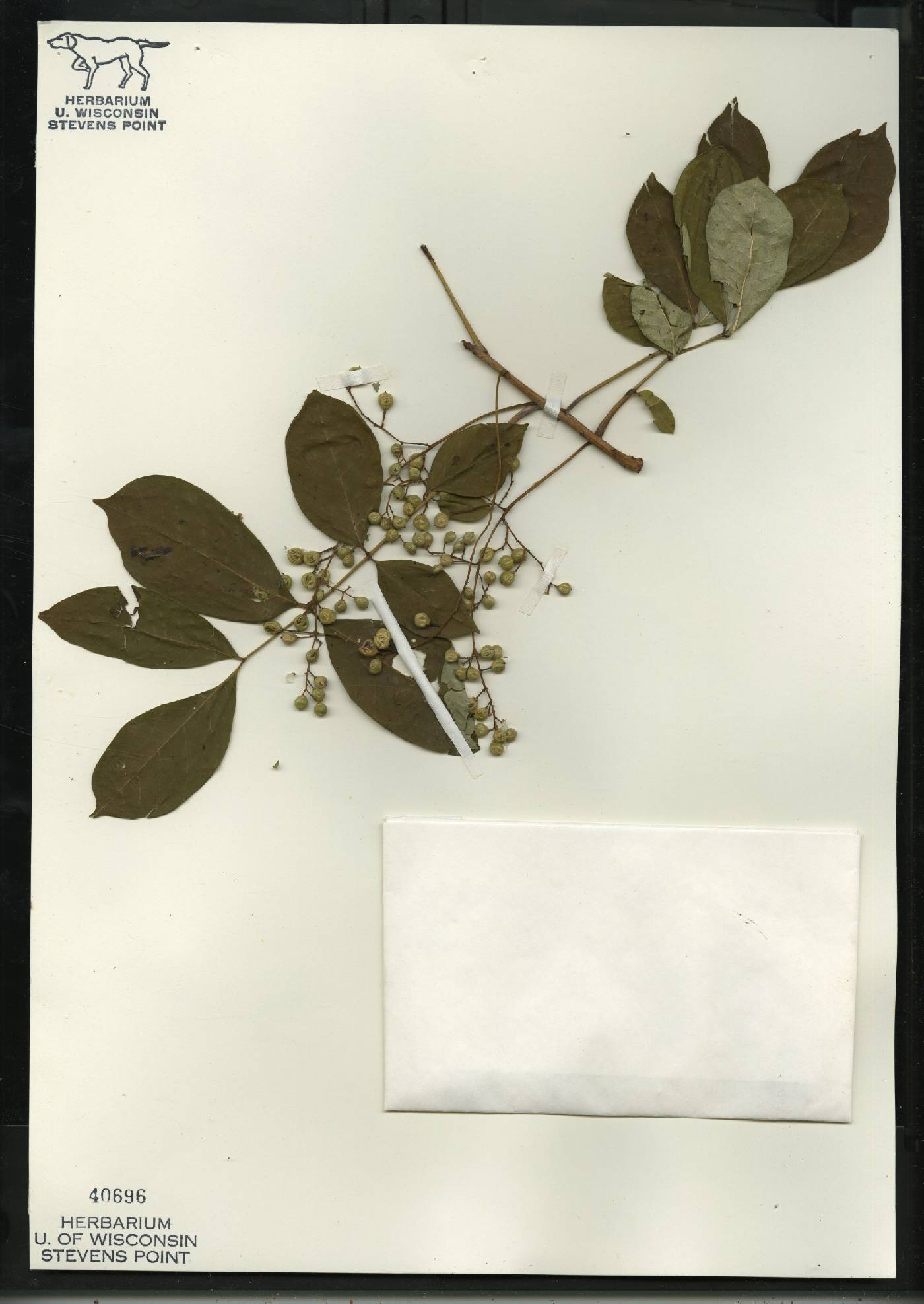 Toxicodendron vernix image