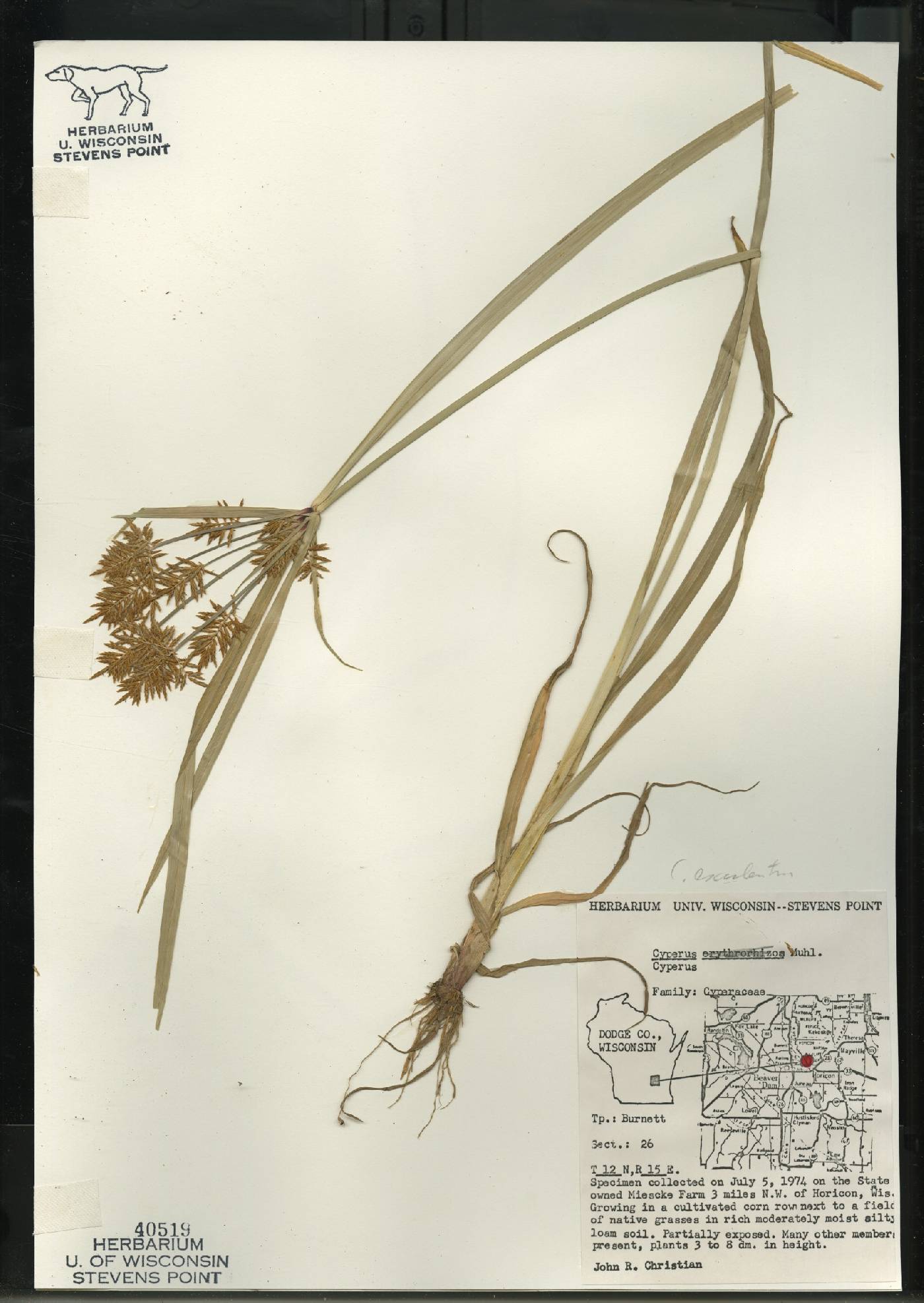 Cyperus esculentus image