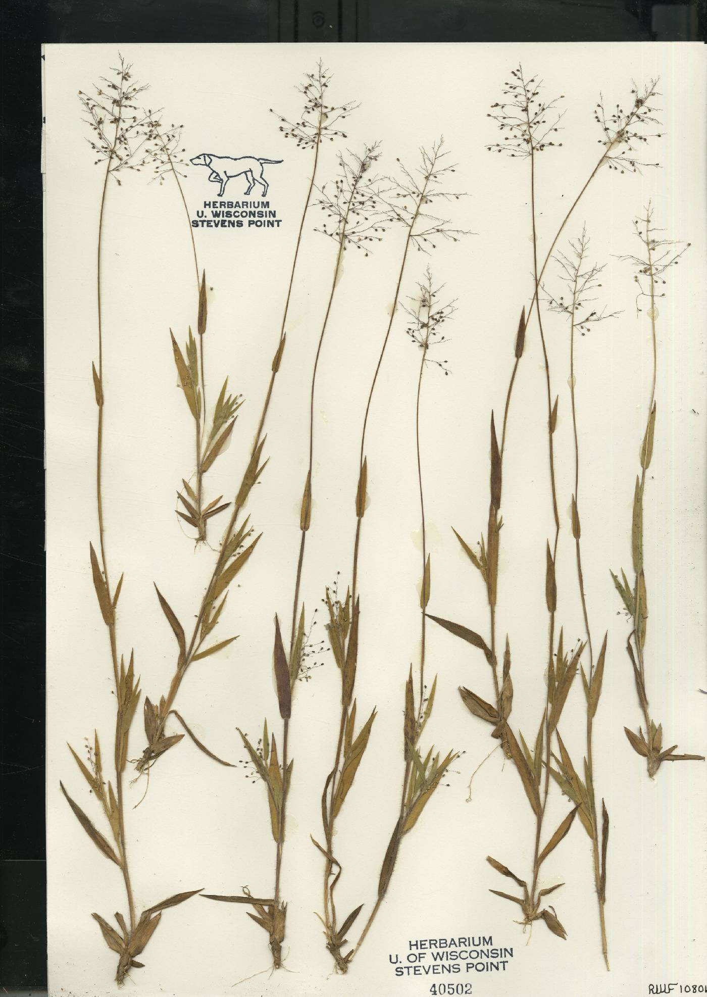 Dichanthelium meridionale image
