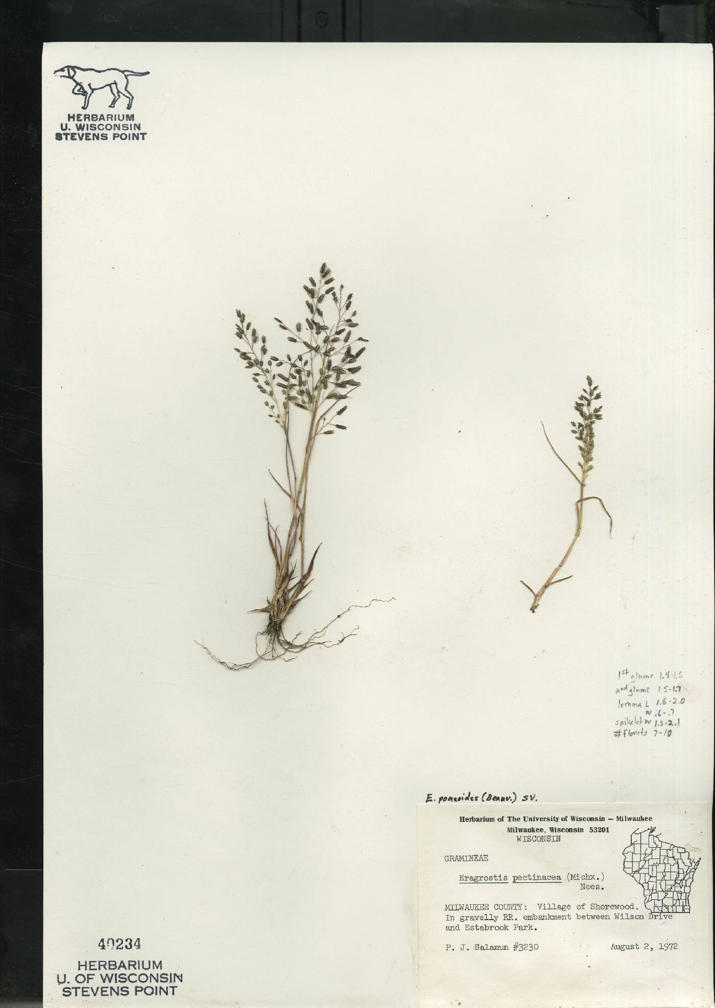 Eragrostis minor image