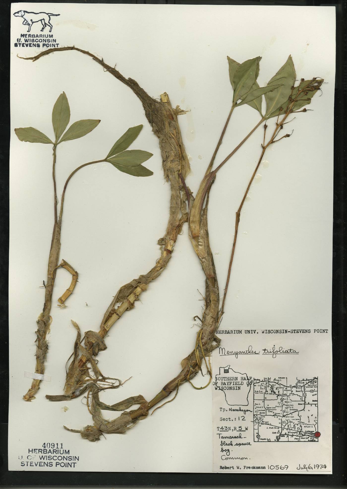 Menyanthes trifoliata image