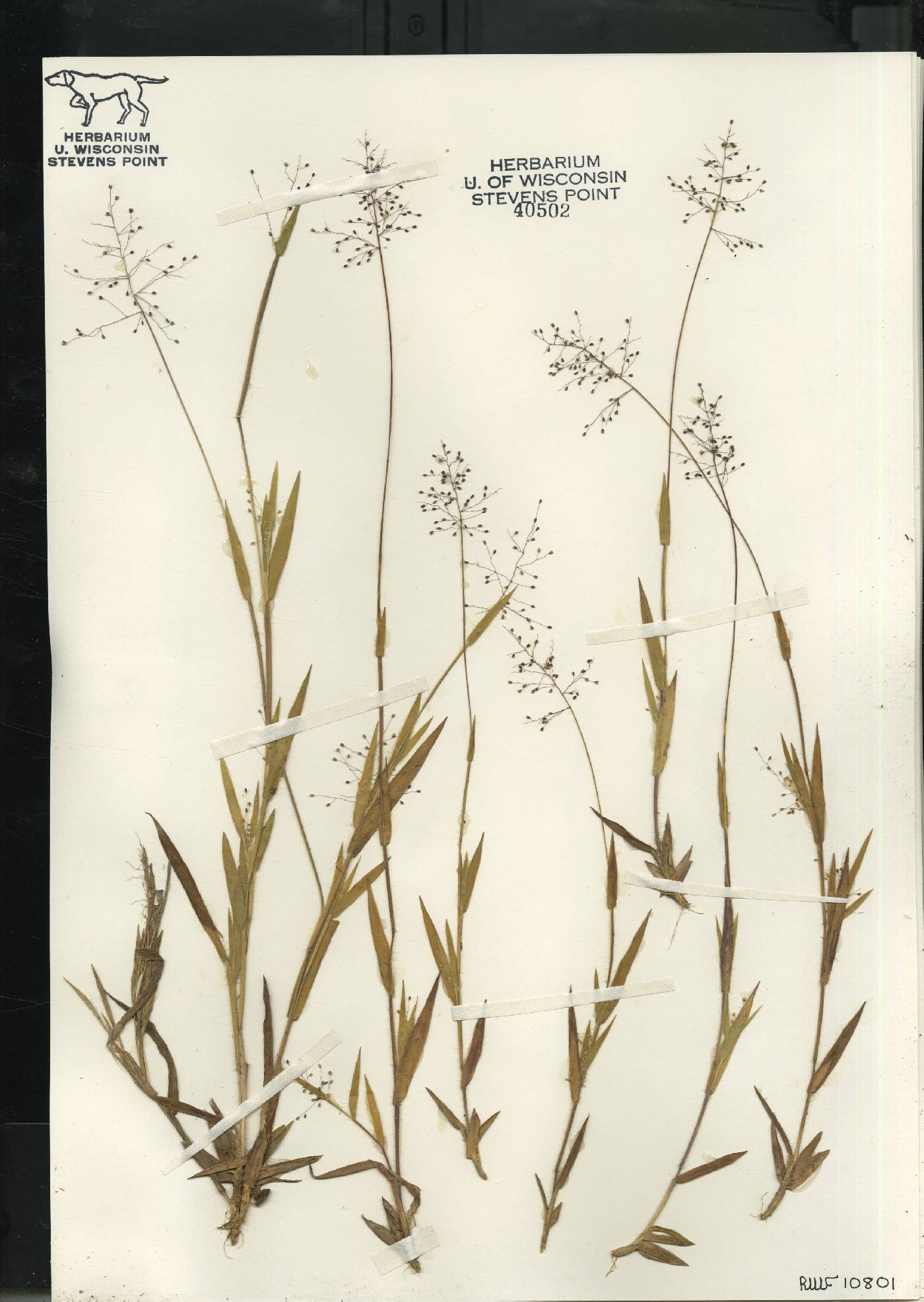 Dichanthelium meridionale image