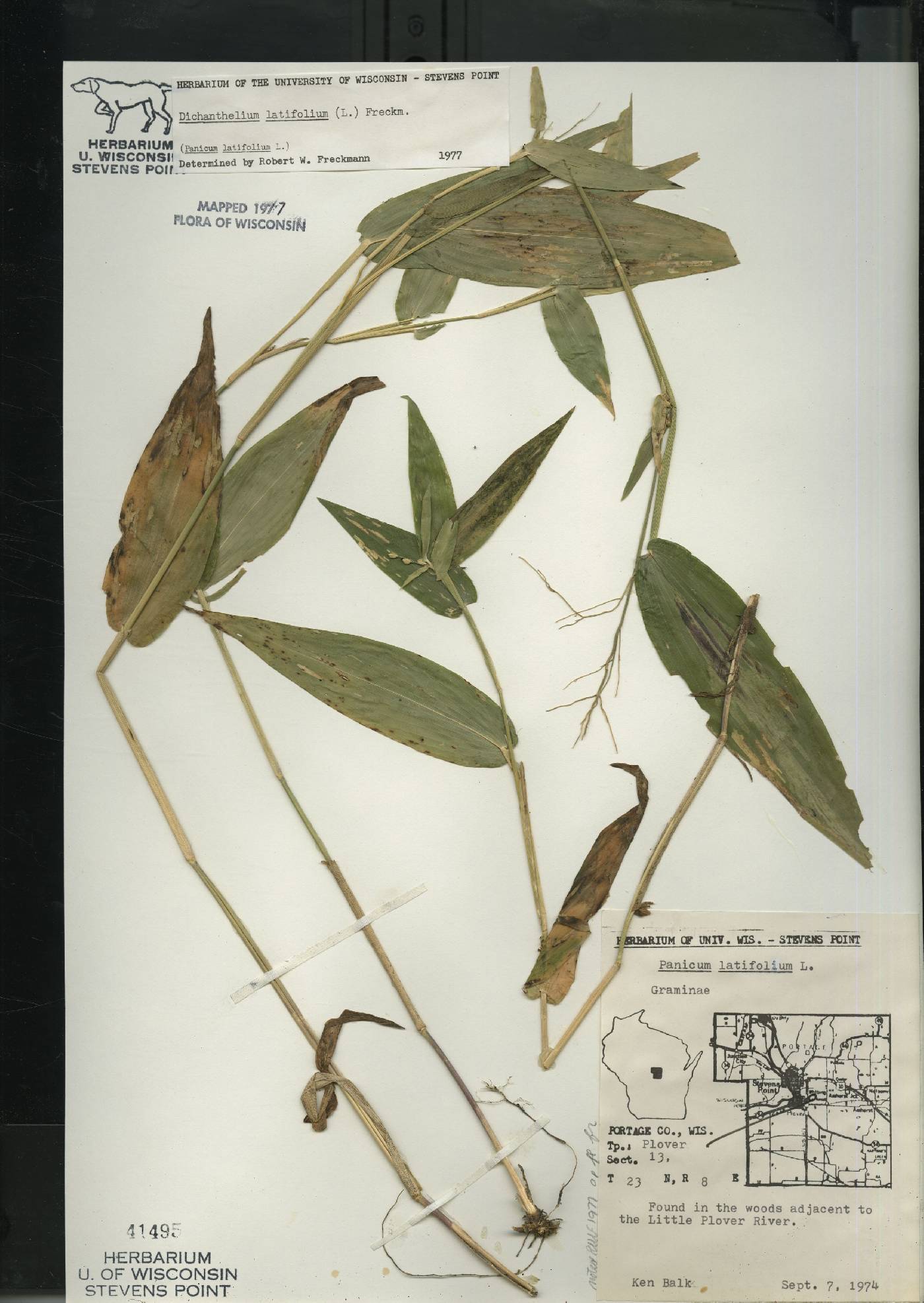 Dichanthelium latifolium image