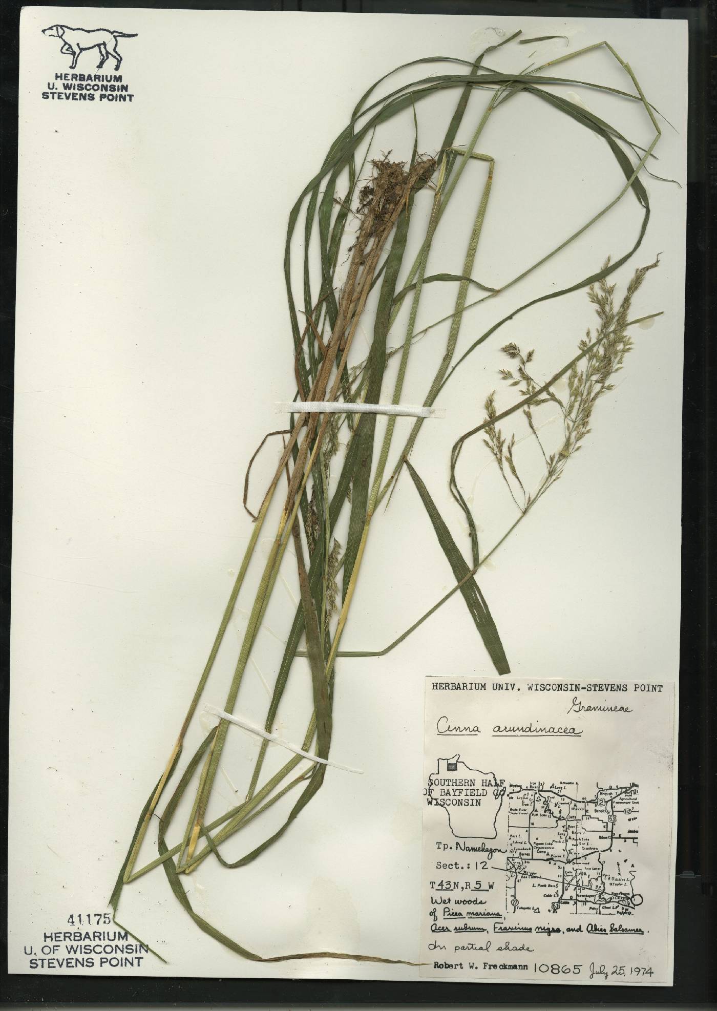 Cinna arundinacea image