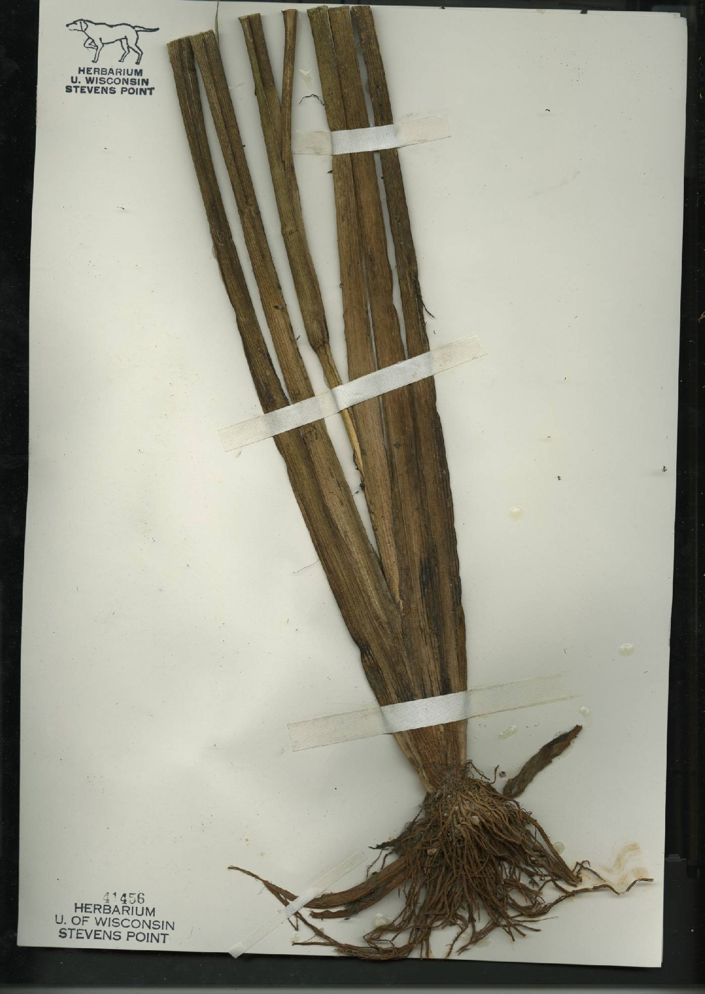 Sparganium androcladum image