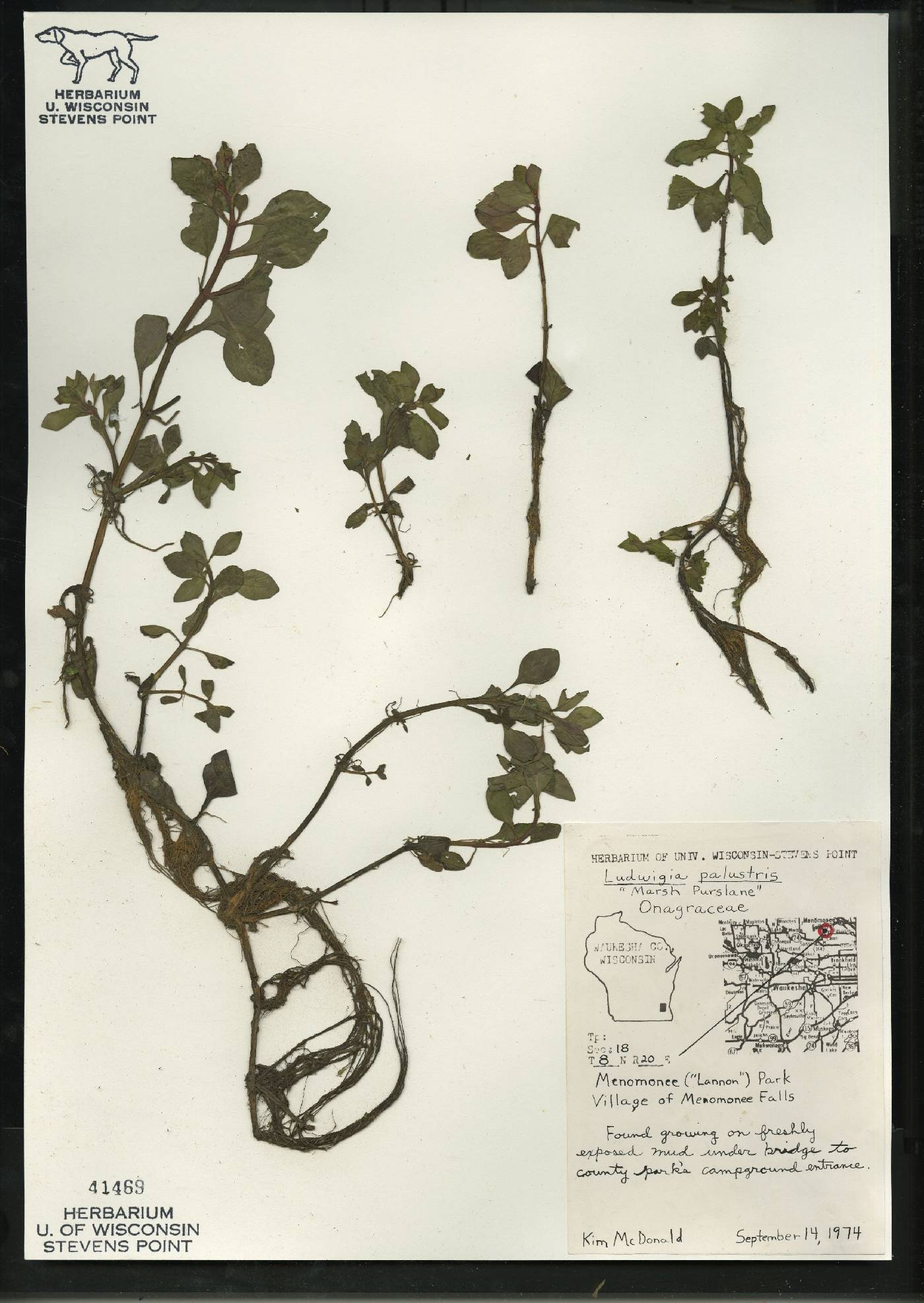 Ludwigia palustris image
