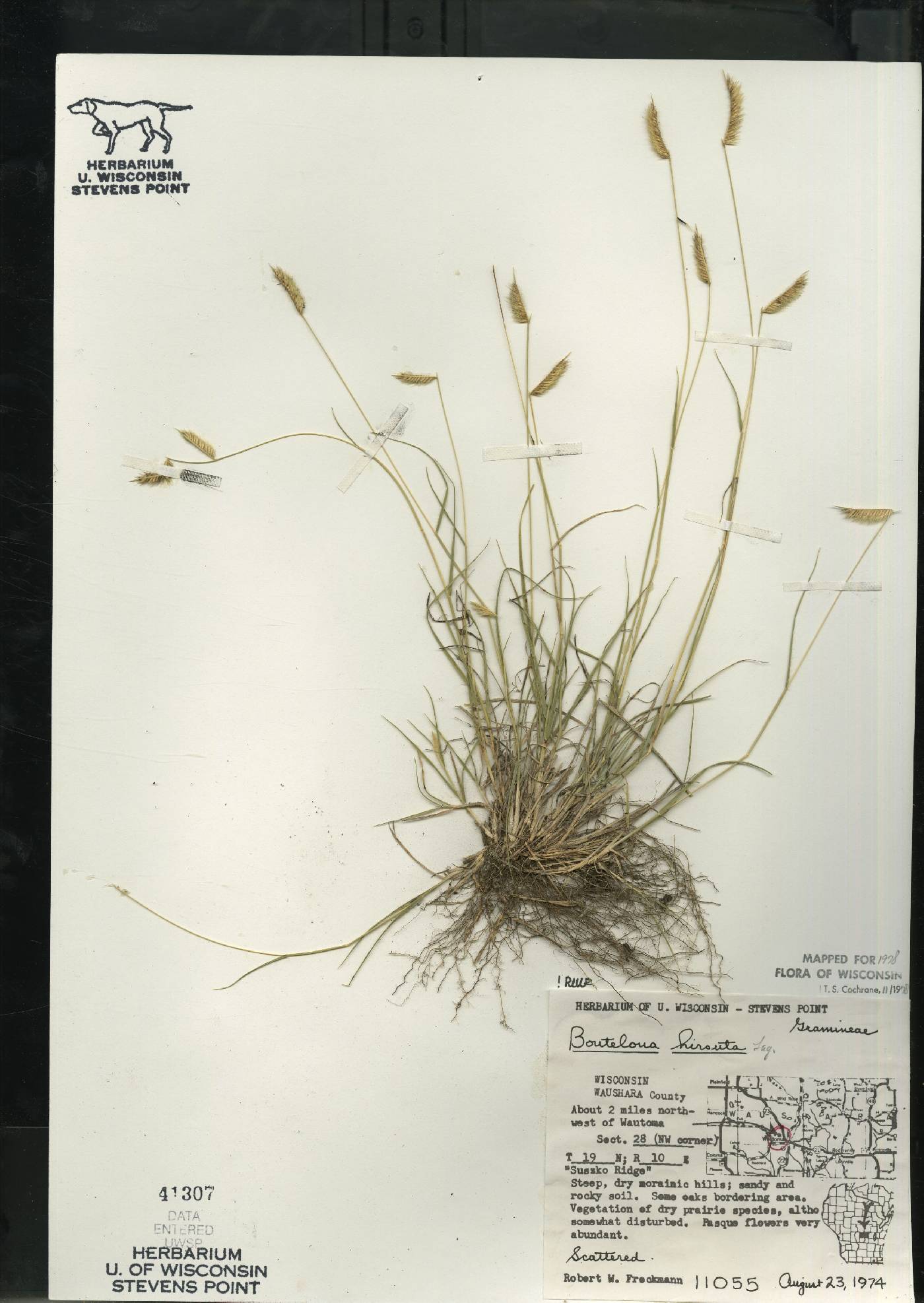 Bouteloua hirsuta image